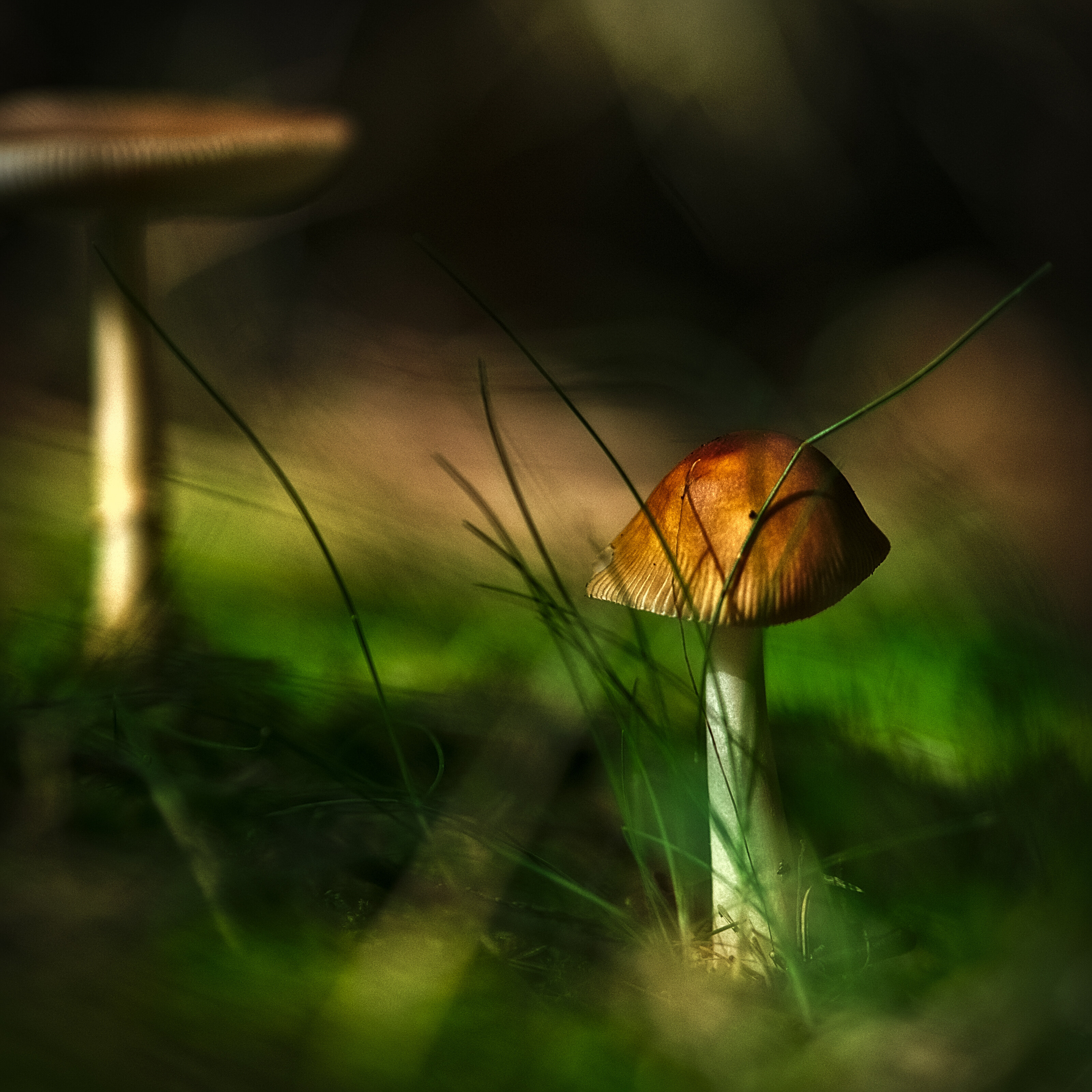 Mushrooms