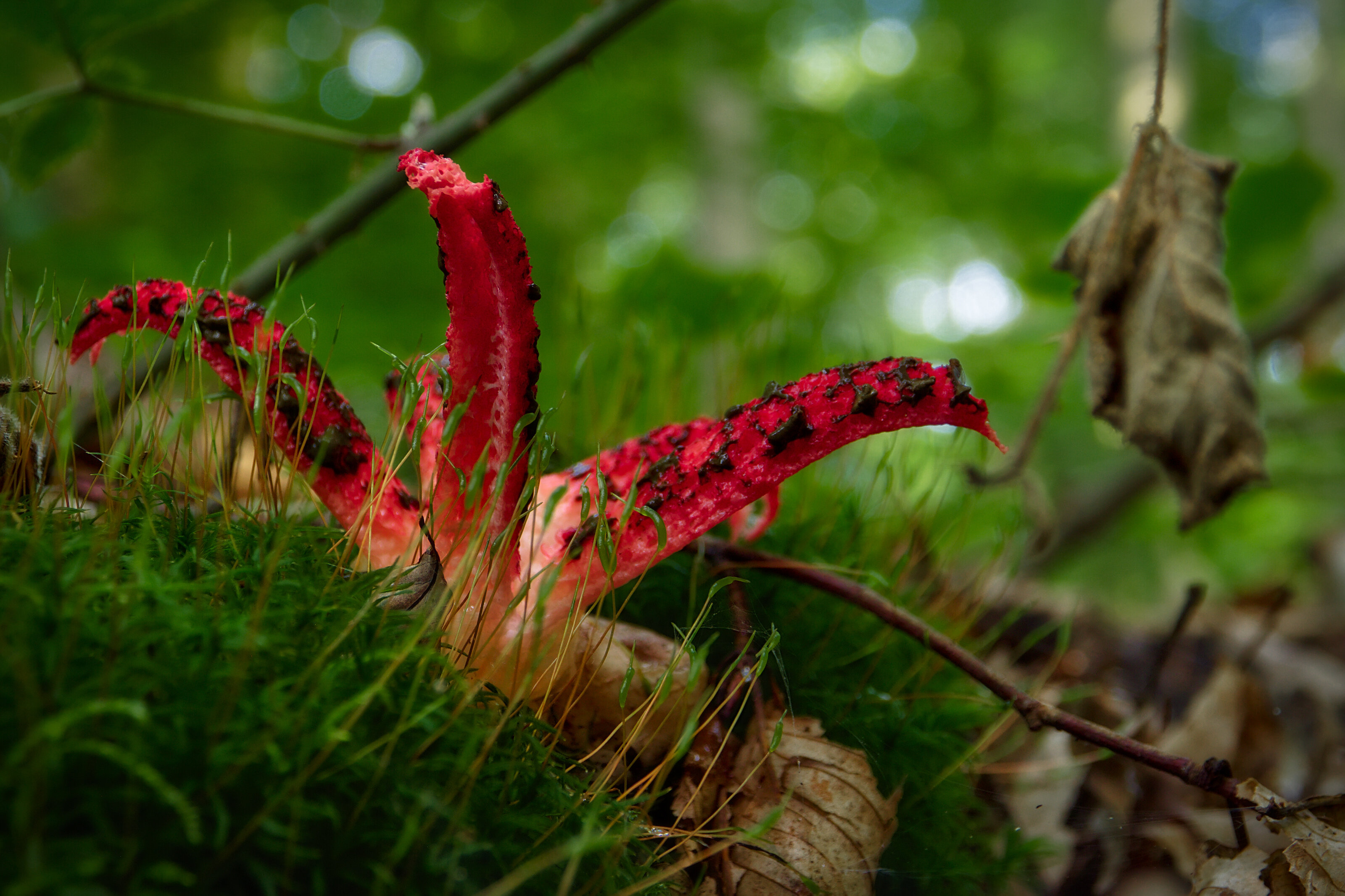 Octopus Stinkhorn (Tintenfischpilz)