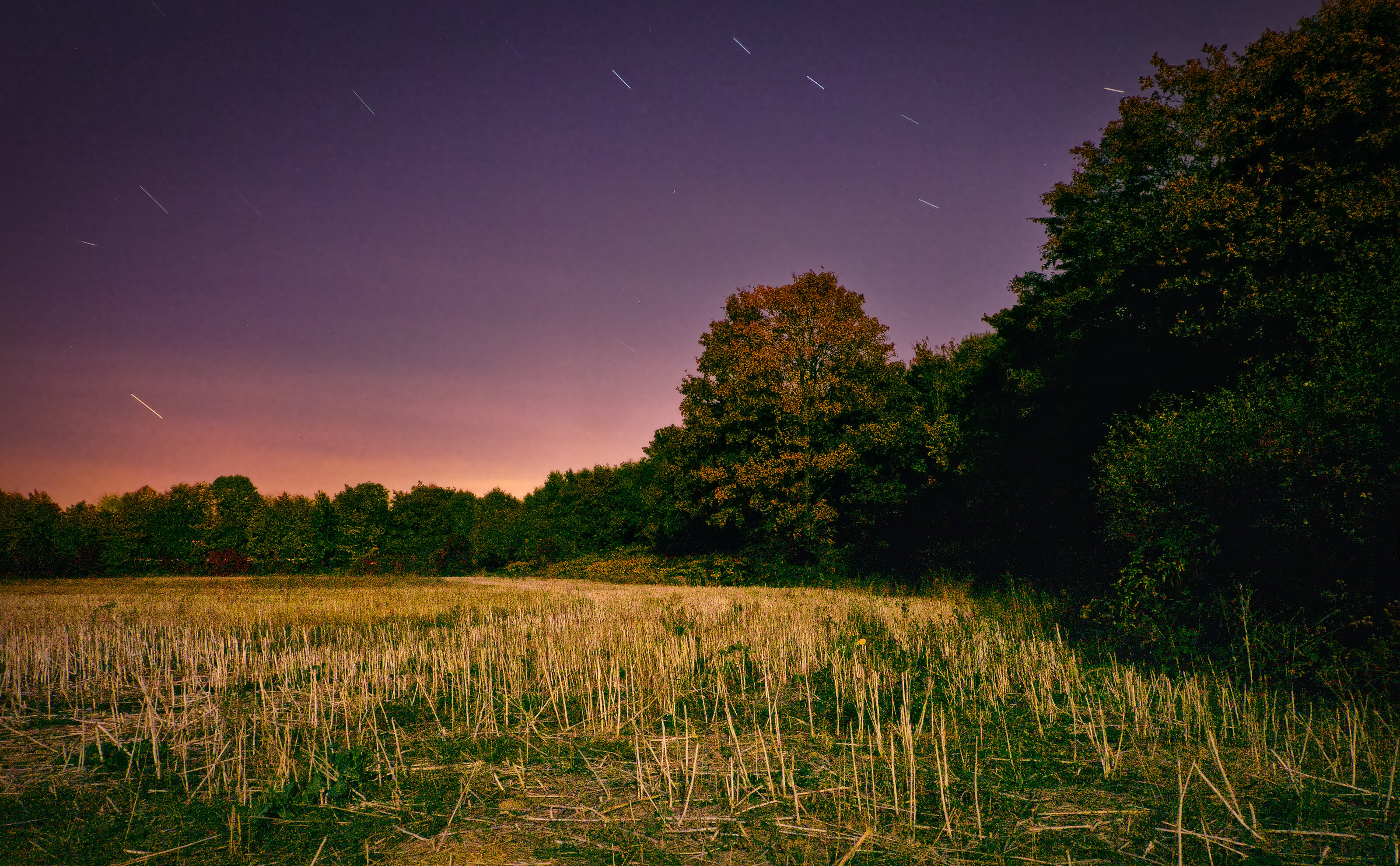 Meadow Illuminated by Full Moon