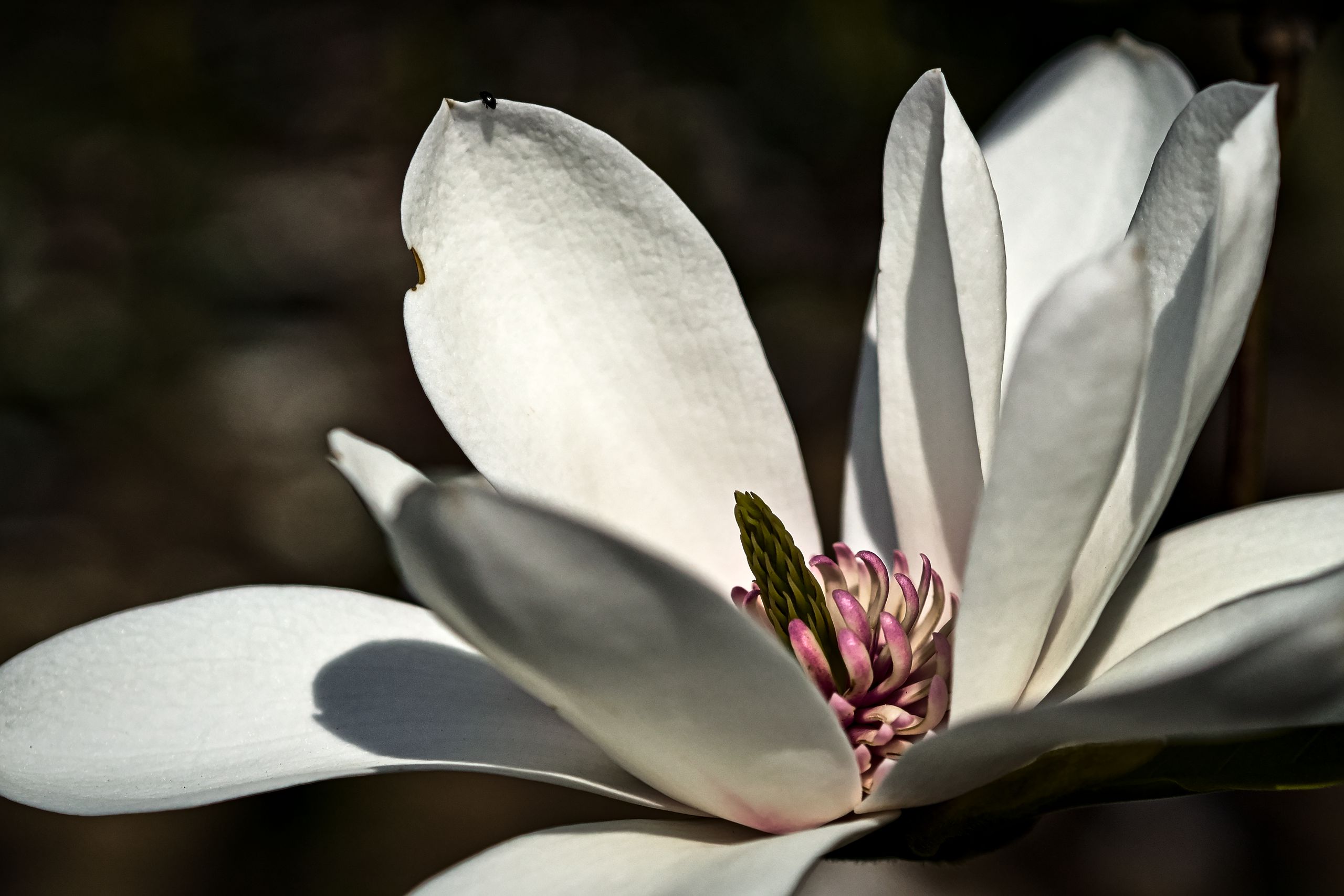 Magnolia Flower