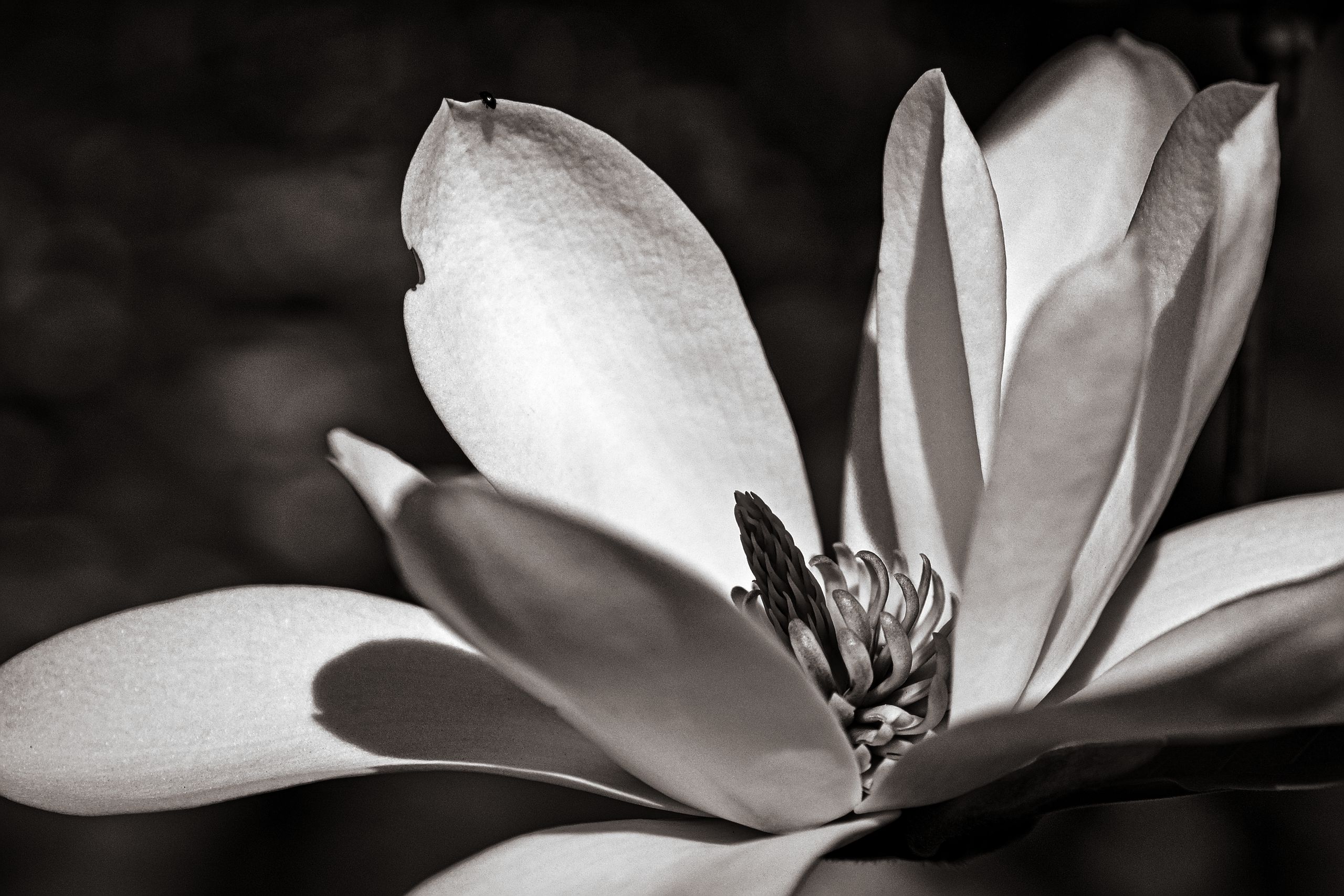 Magnolia Flower
