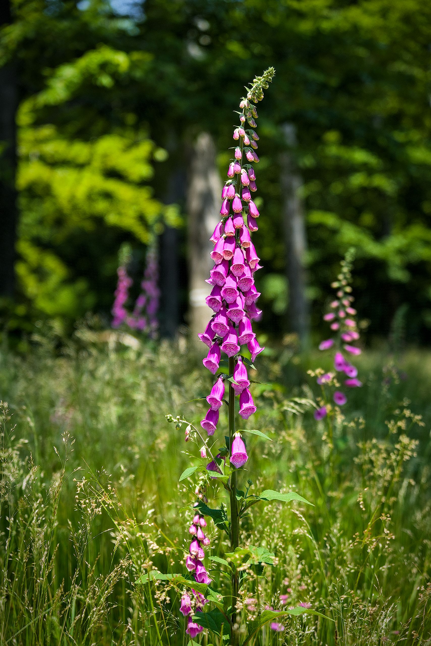 Digitalis Purpurea