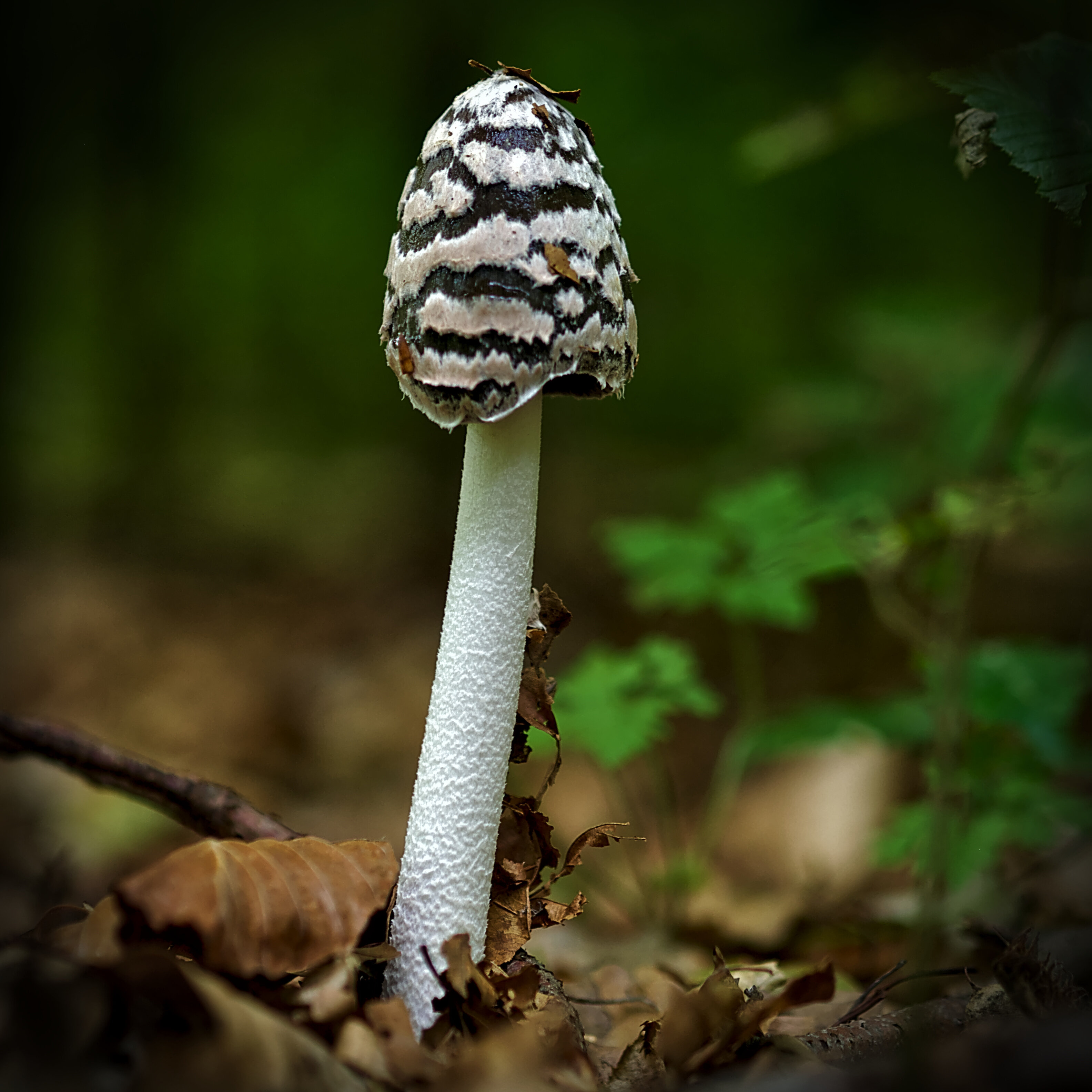 Magpie Fungus (Spechttintling)