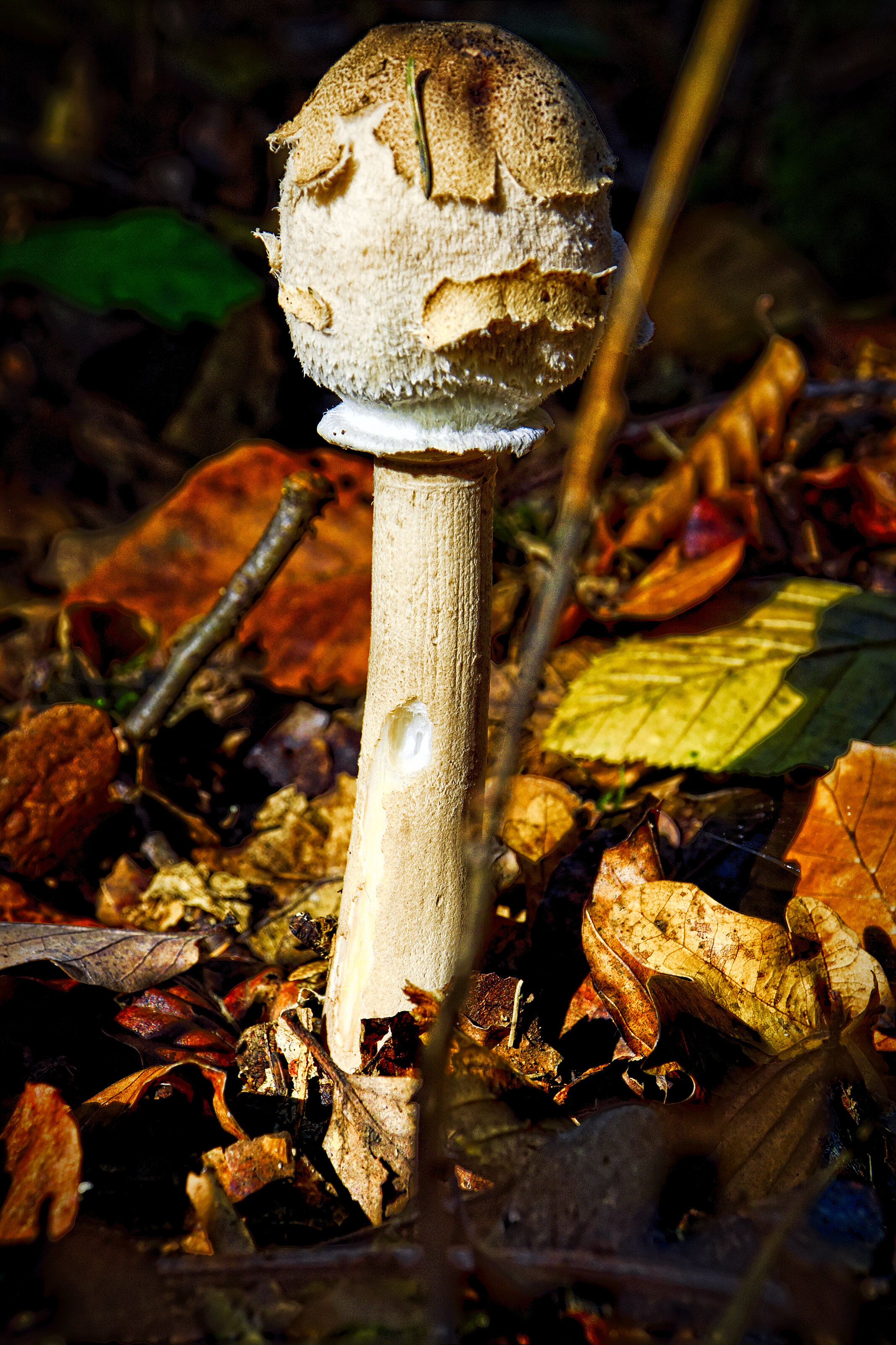 Parasol Mushroom