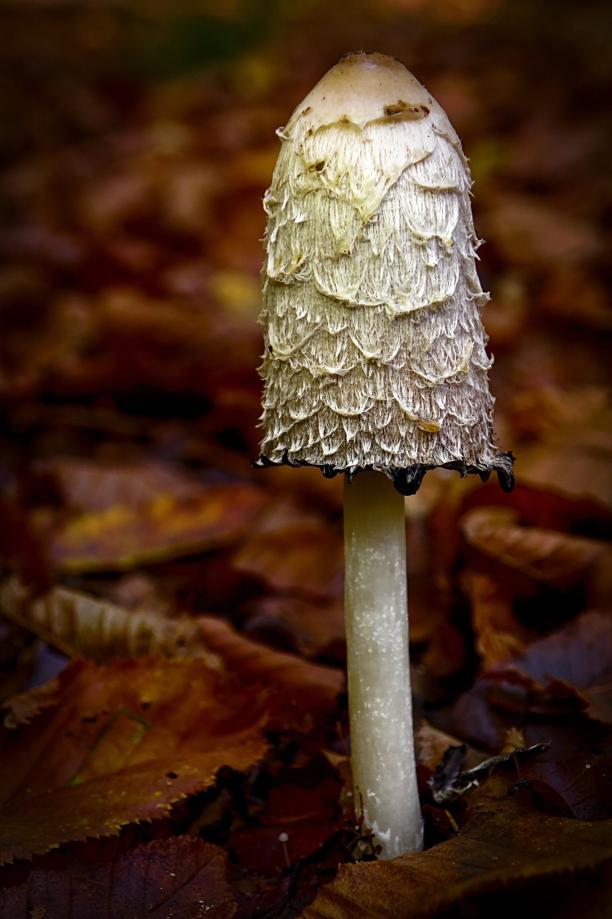 Coprinus Comatus