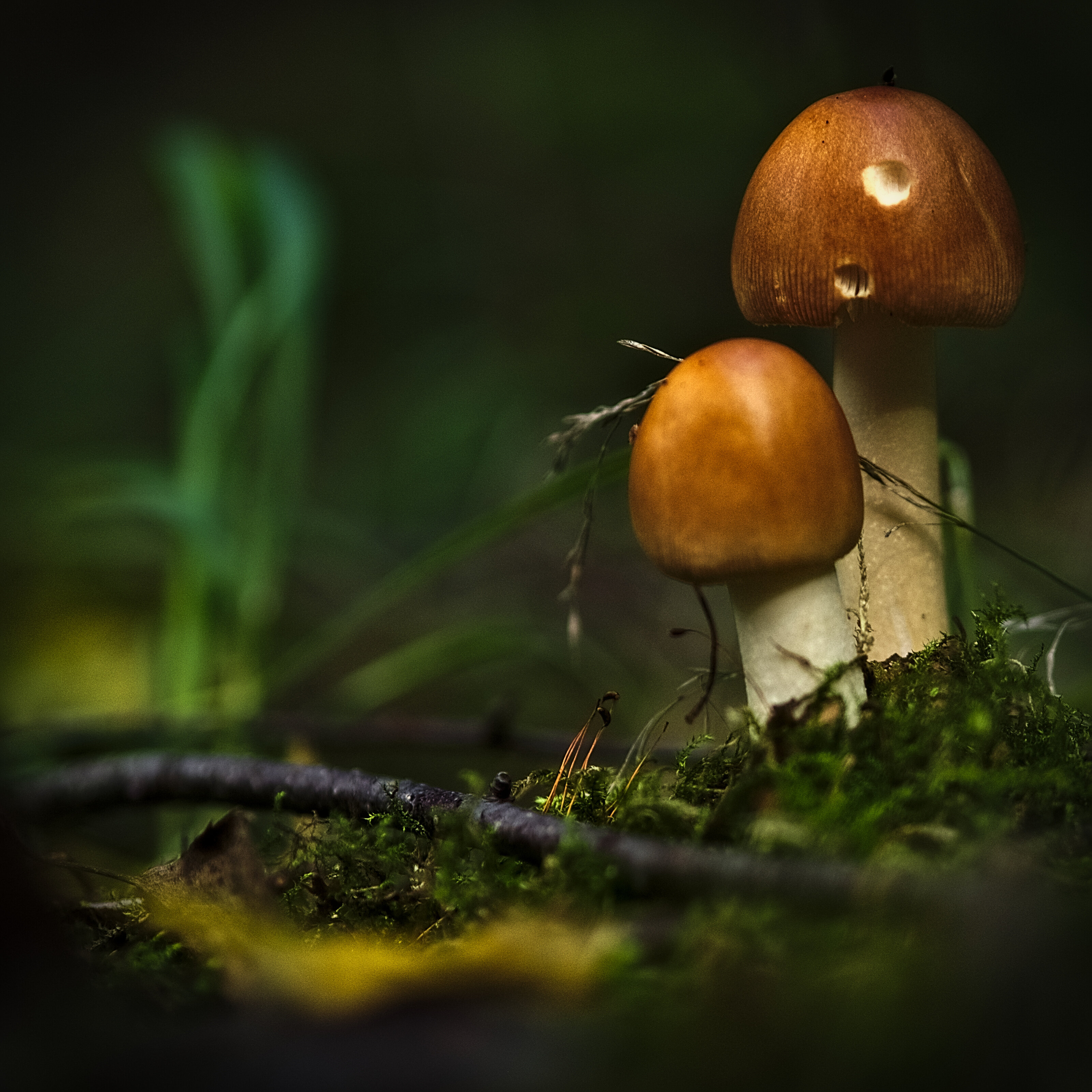 Mushrooms