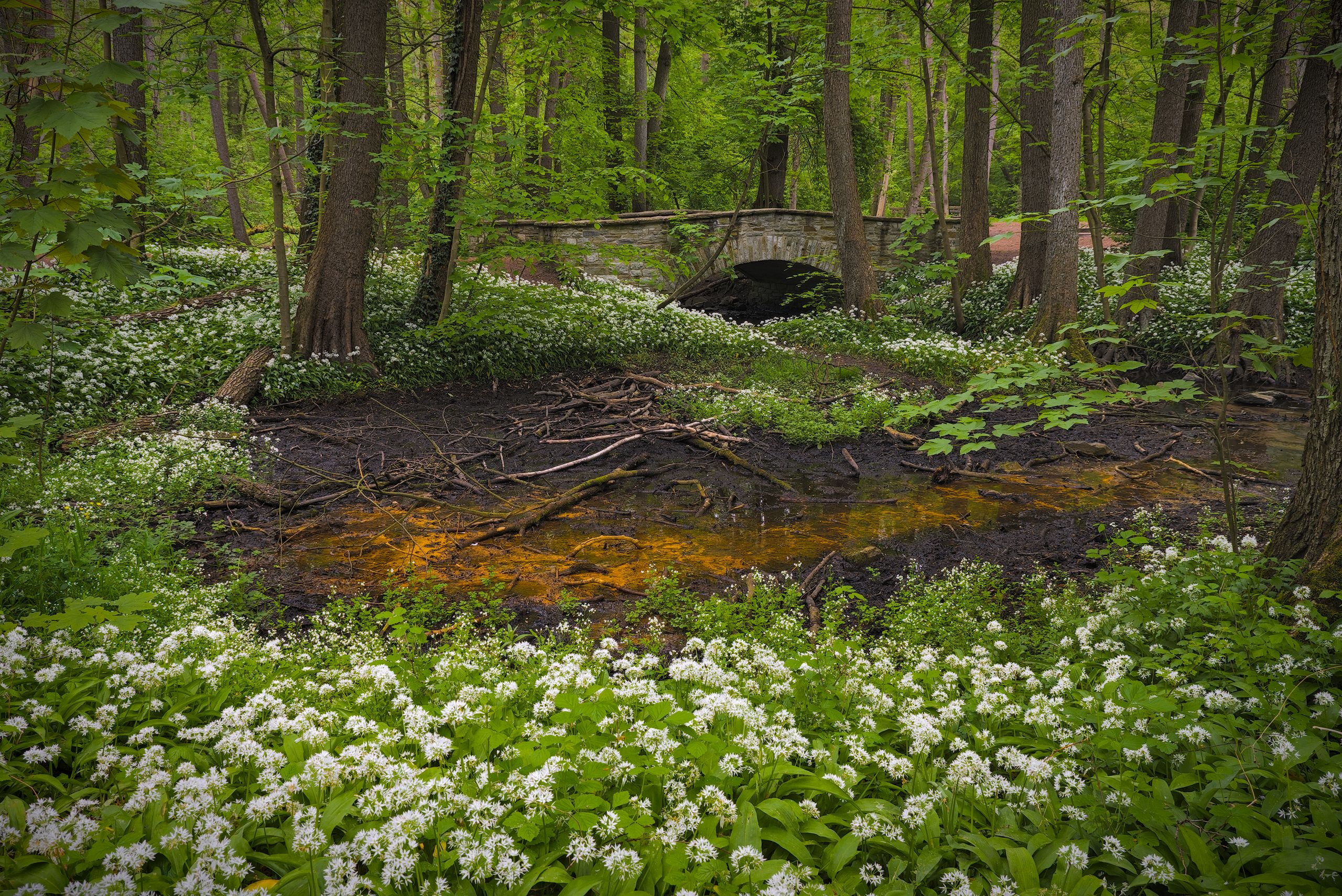 Wild Garlic