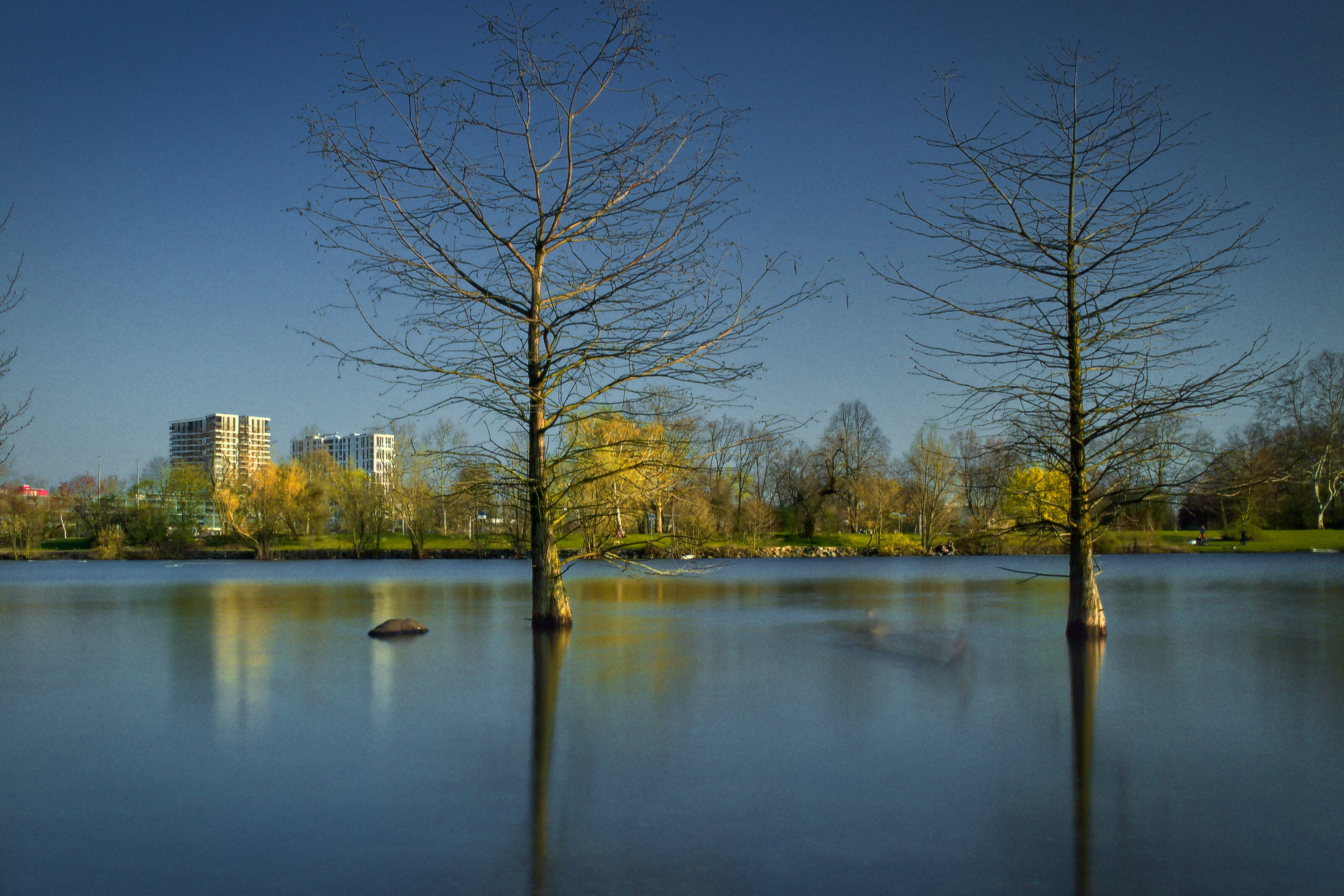Trees in the Lake
