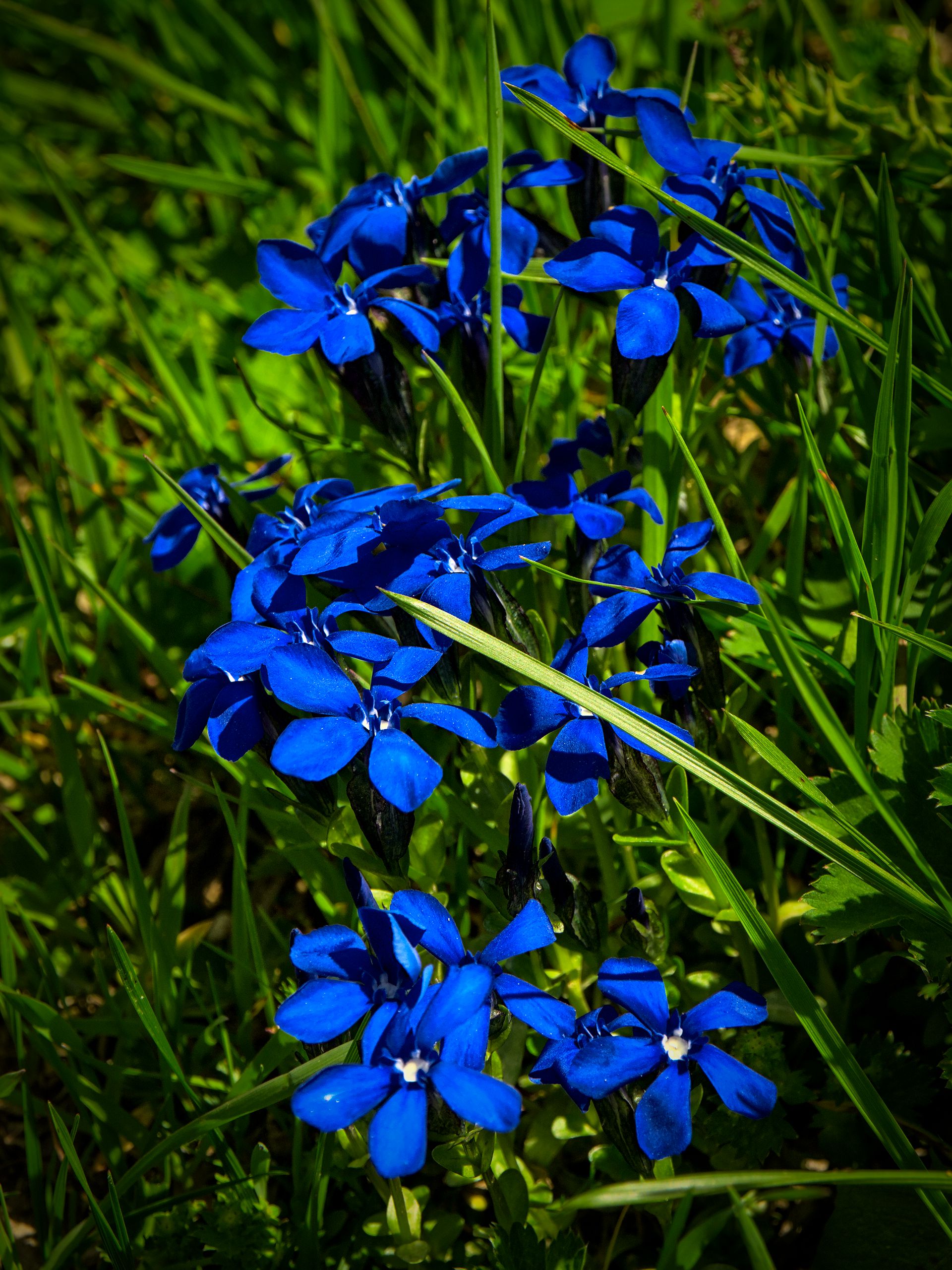 Spring Gentian