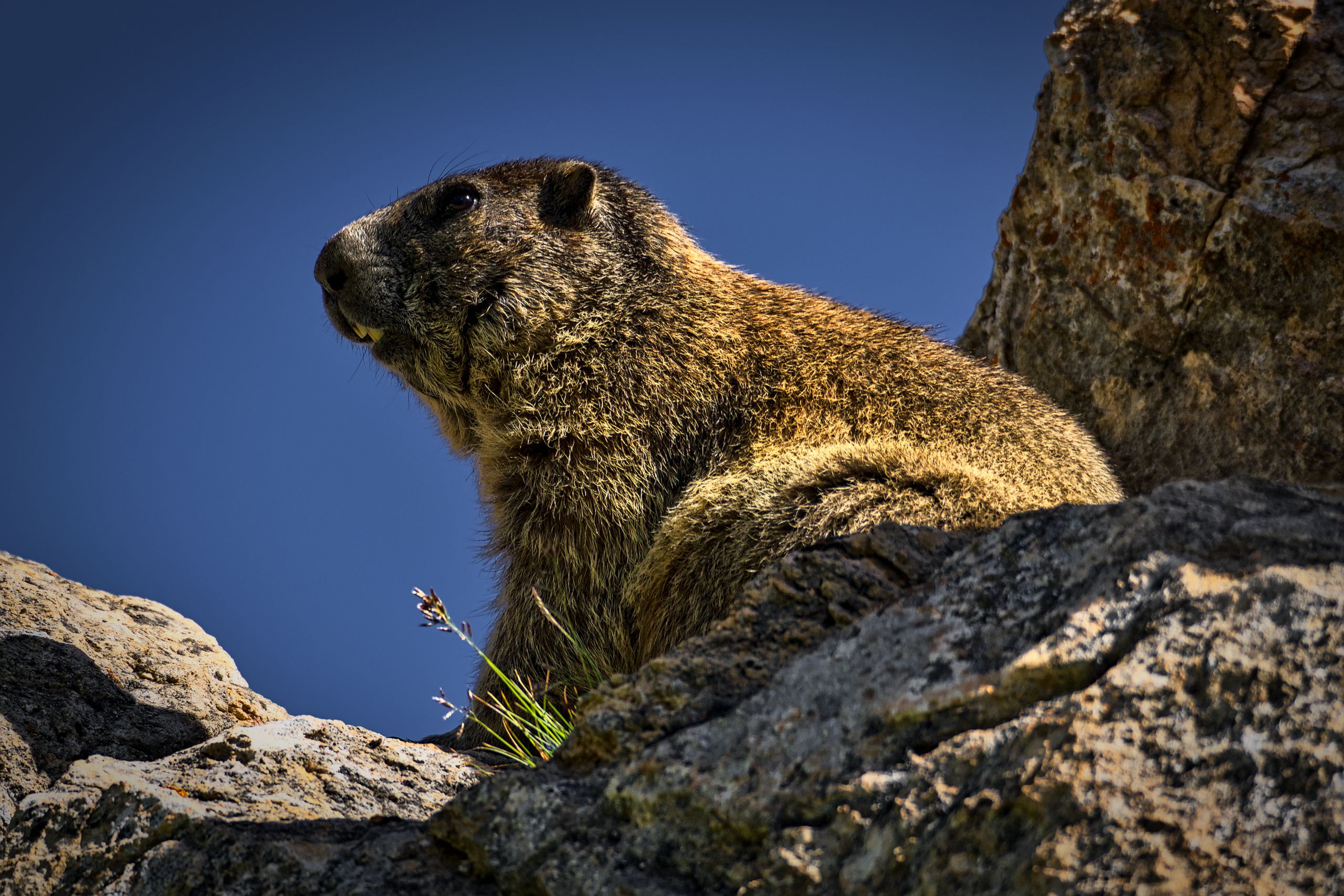 Marmot on Guard