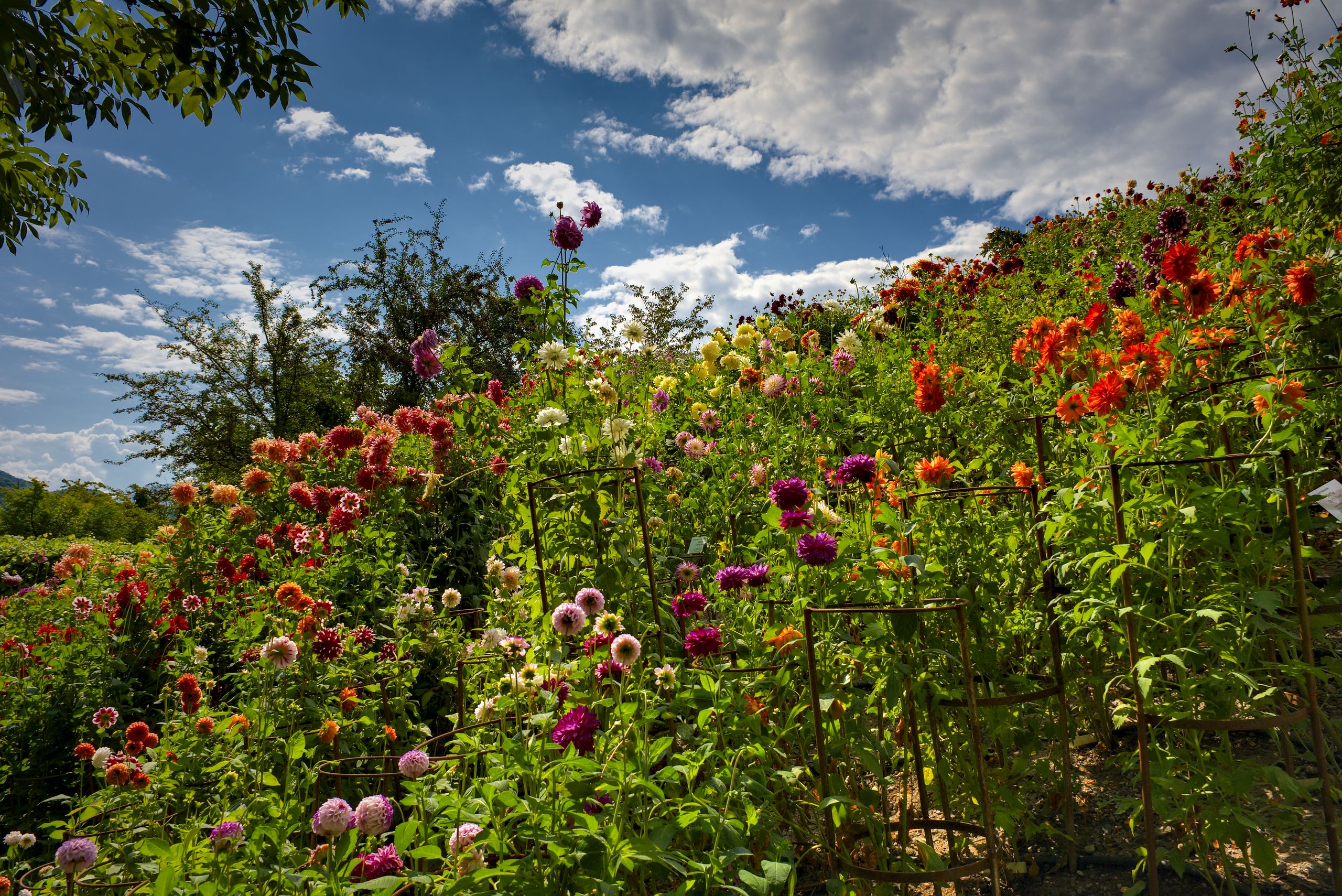 Trauttmannsdorff Castle Gardens