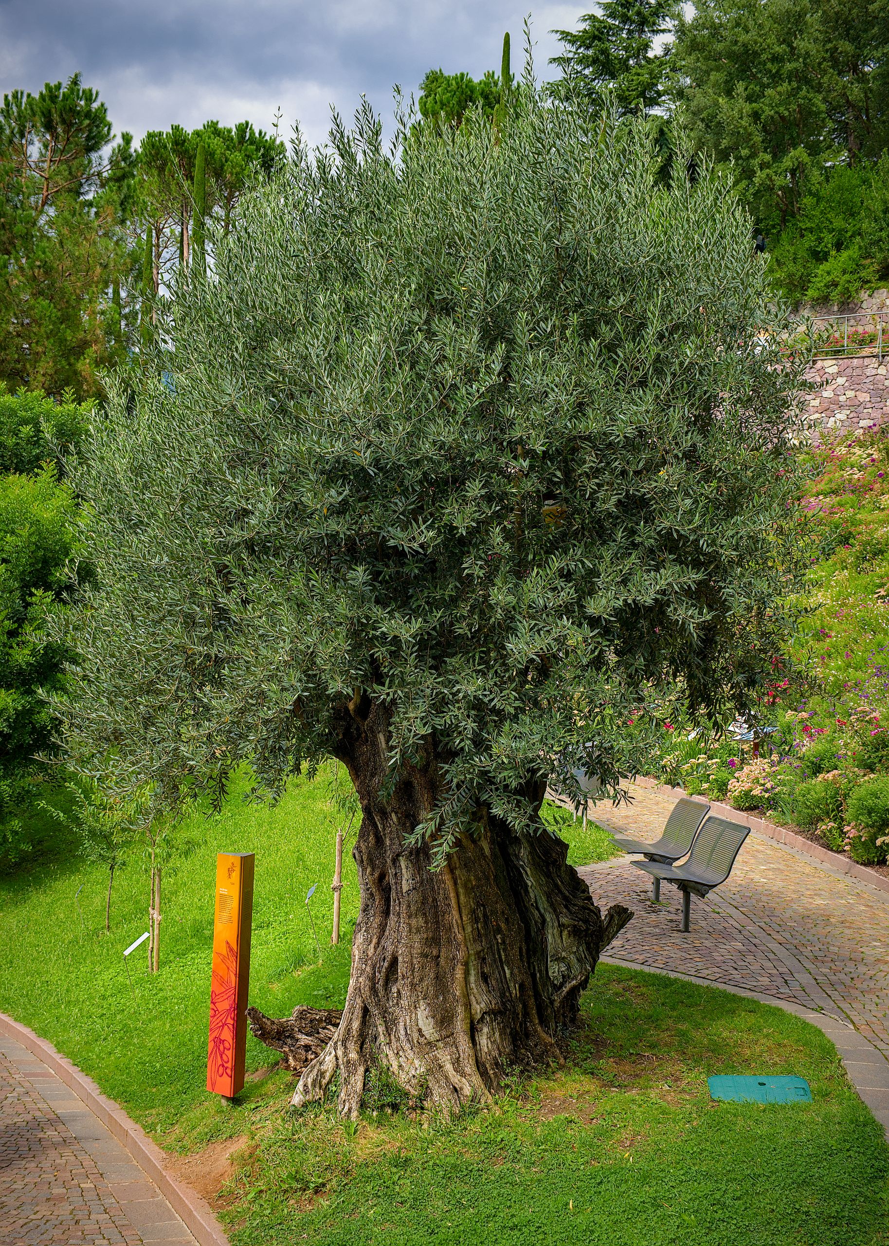700 Year Old Olive Tree