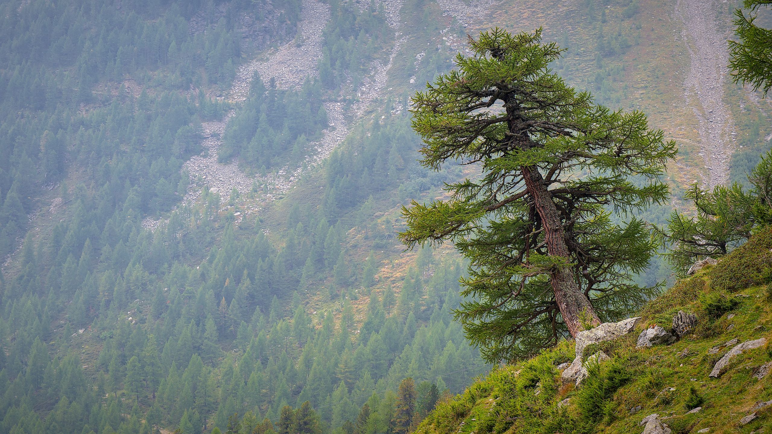 Larch Tree