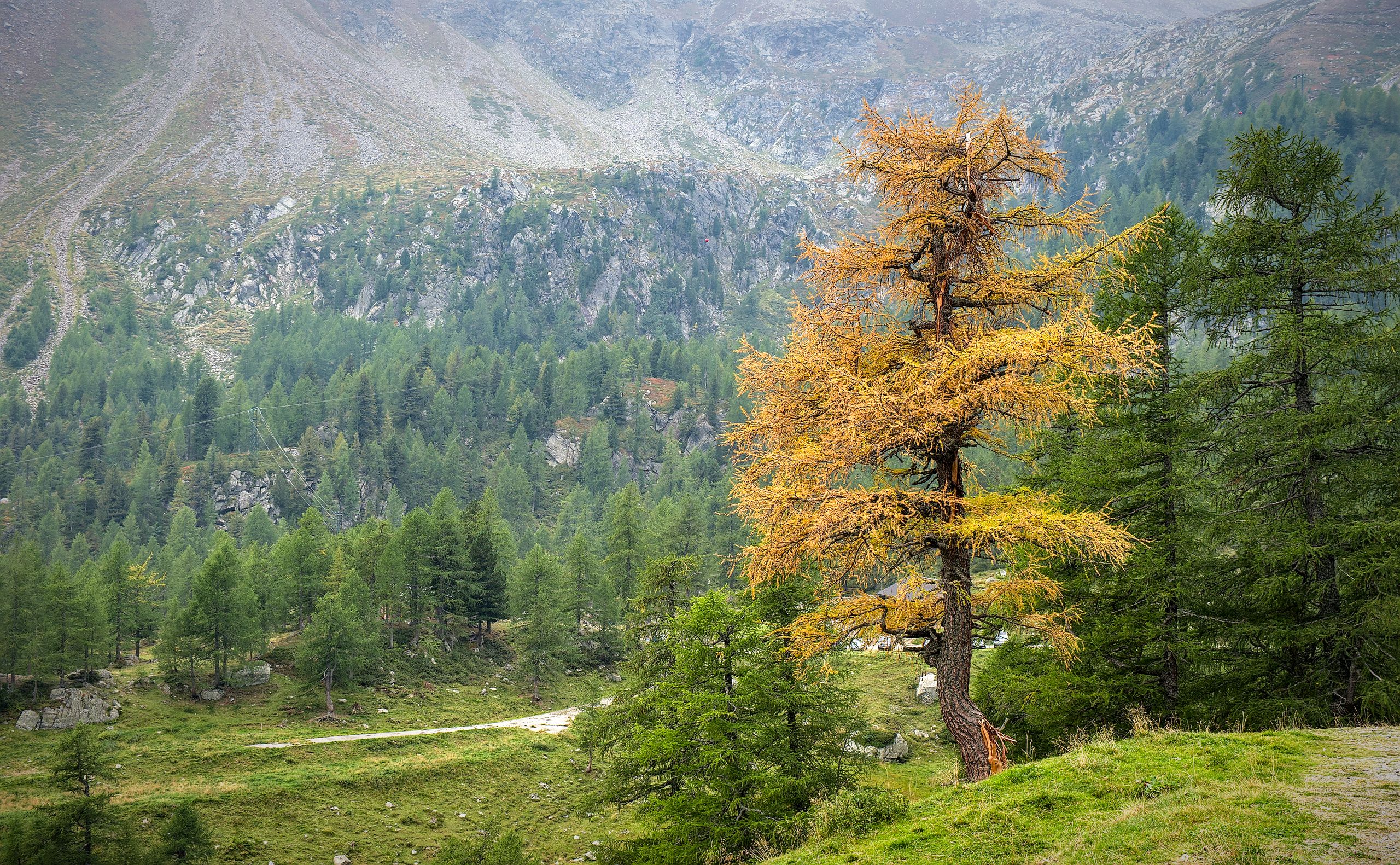 Larch Trees