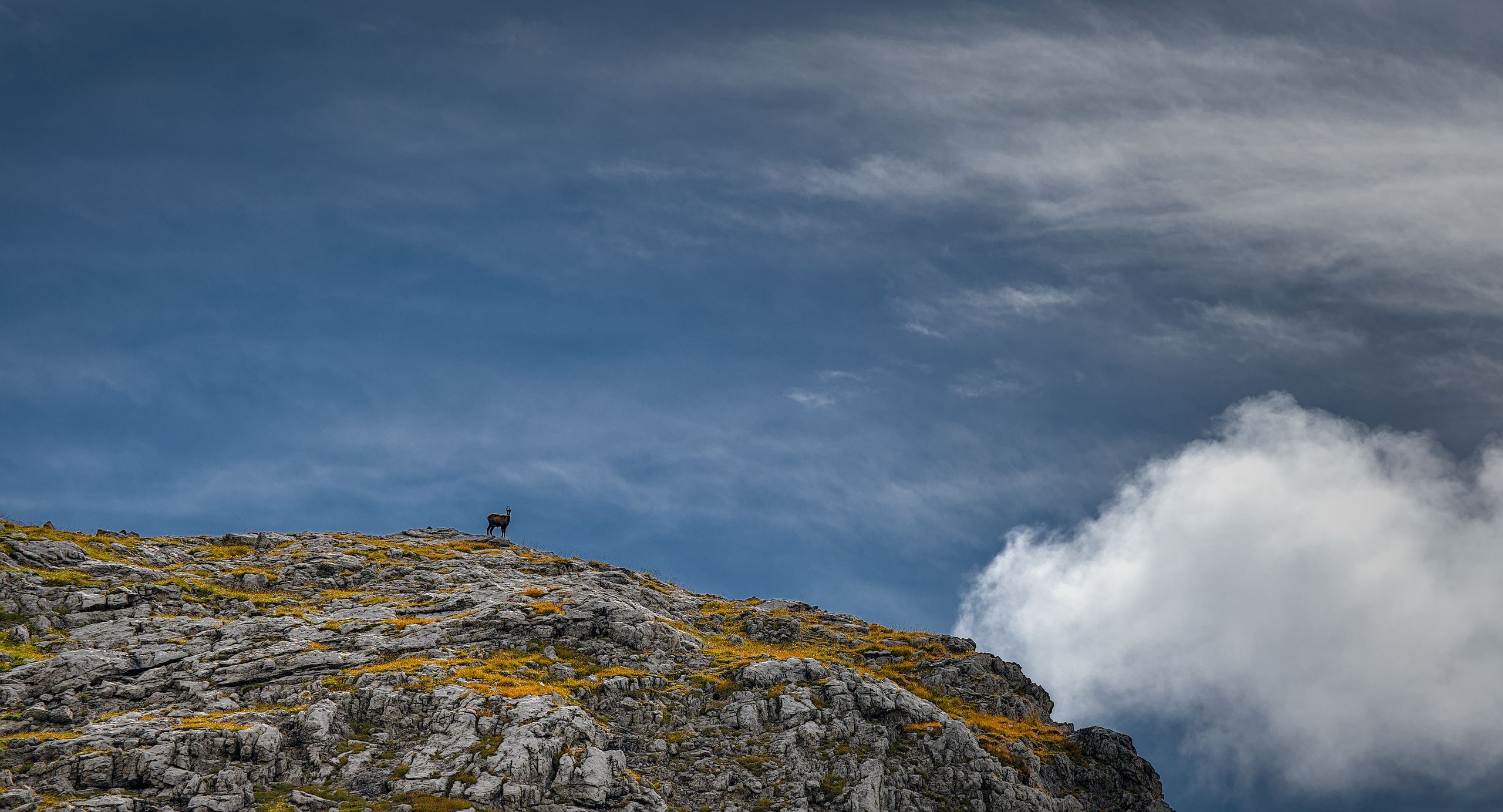 Chamois on Le Crosette