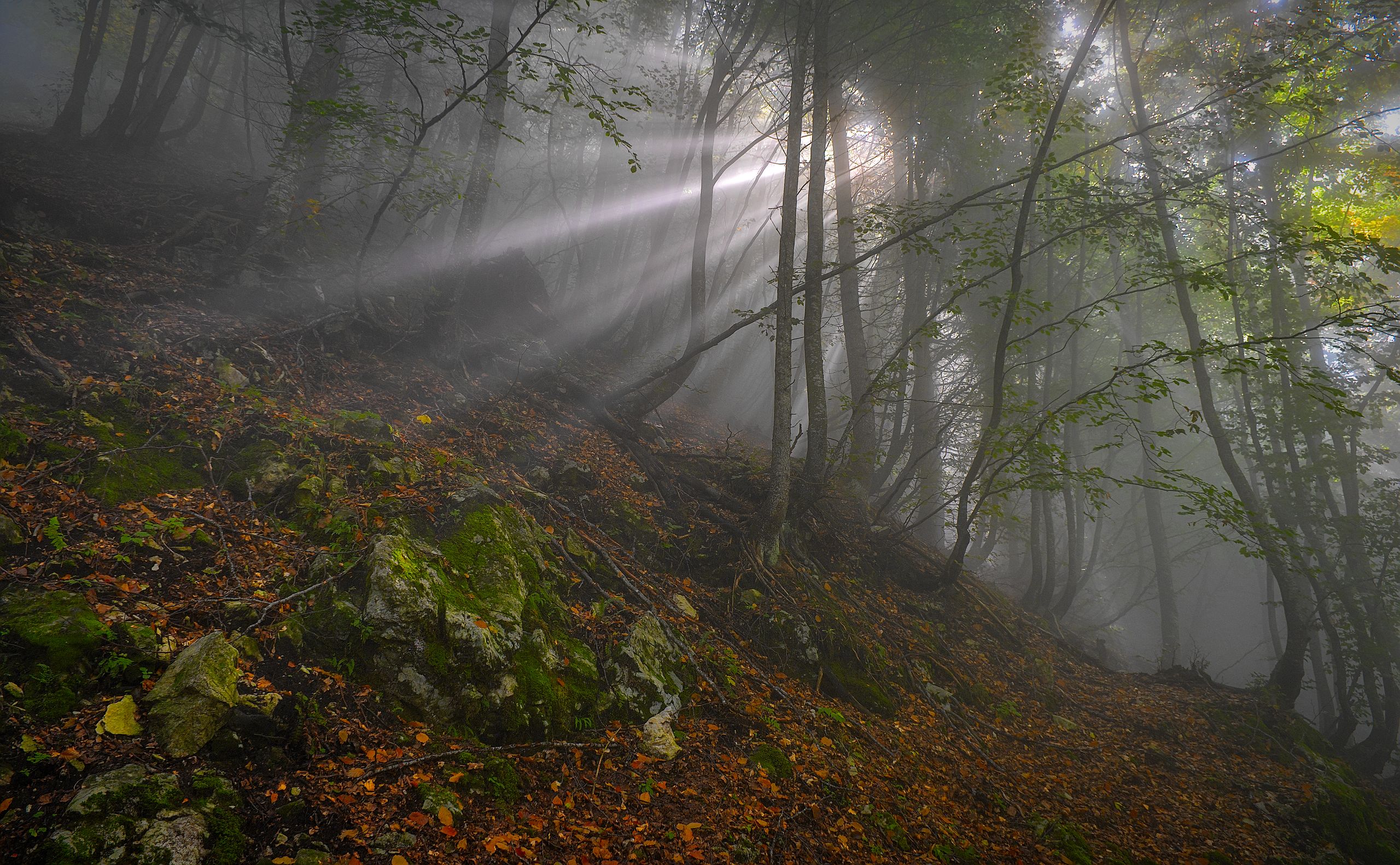 Forest in the Clouds