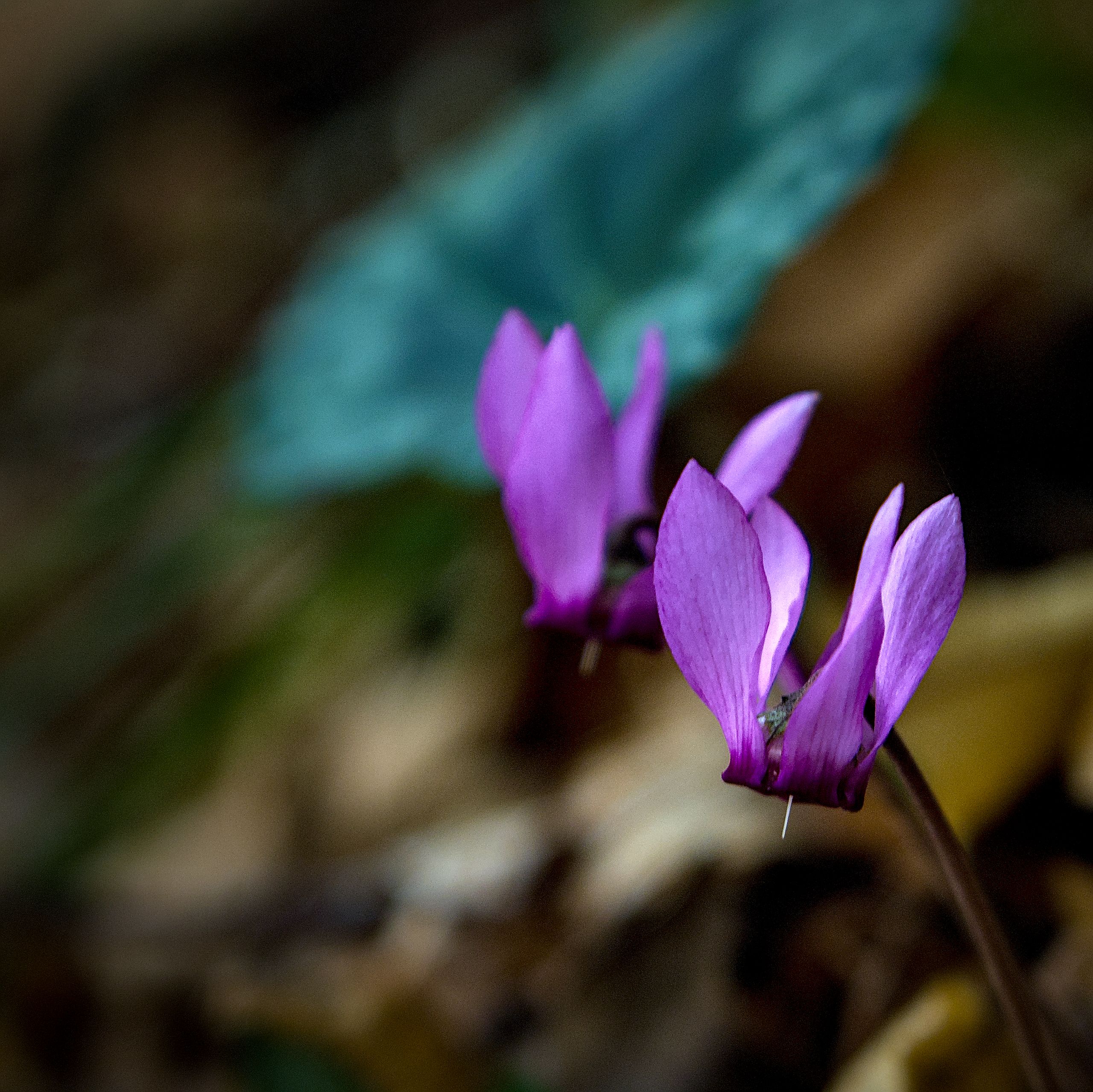 Purple Cyclamen
