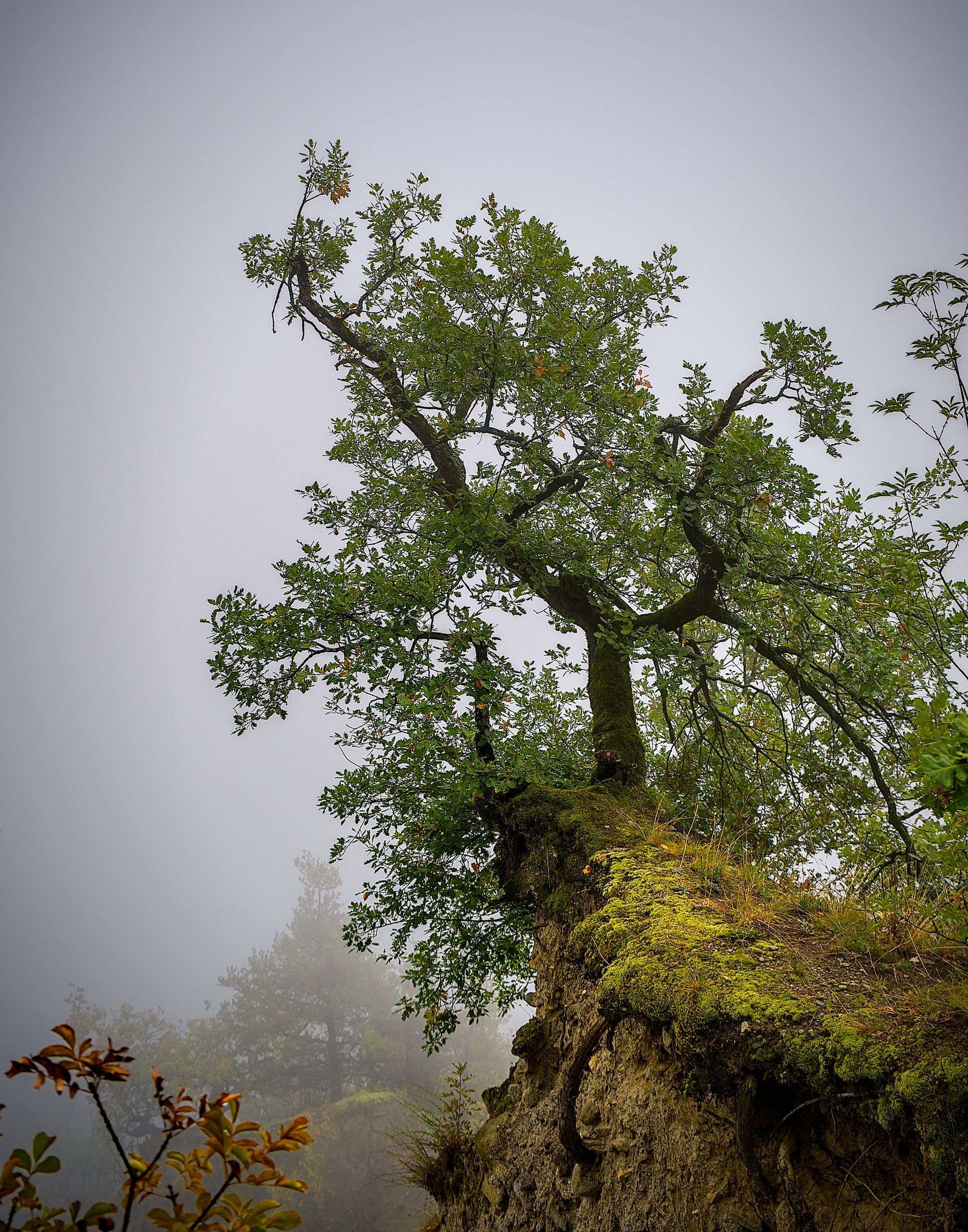 Lonesome Tree in the Clouds