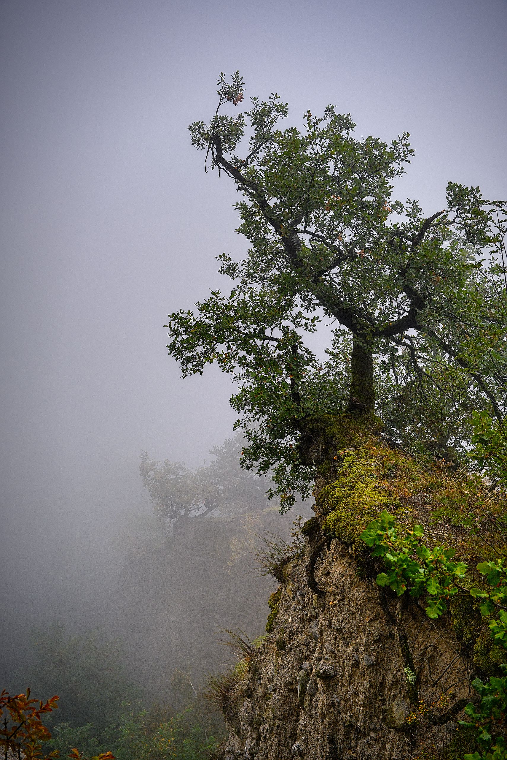 Lonesome Tree in the Clouds