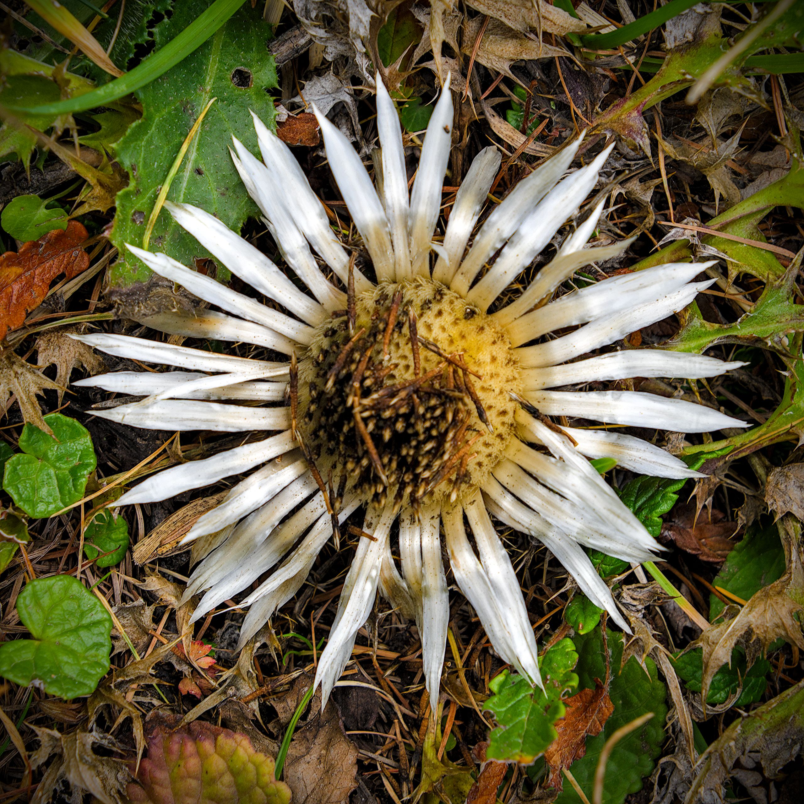 Carlina acaulis
