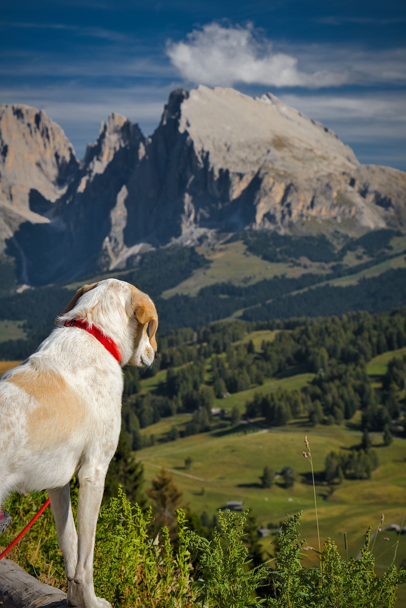 Sasso Piatto (Plattkofel)