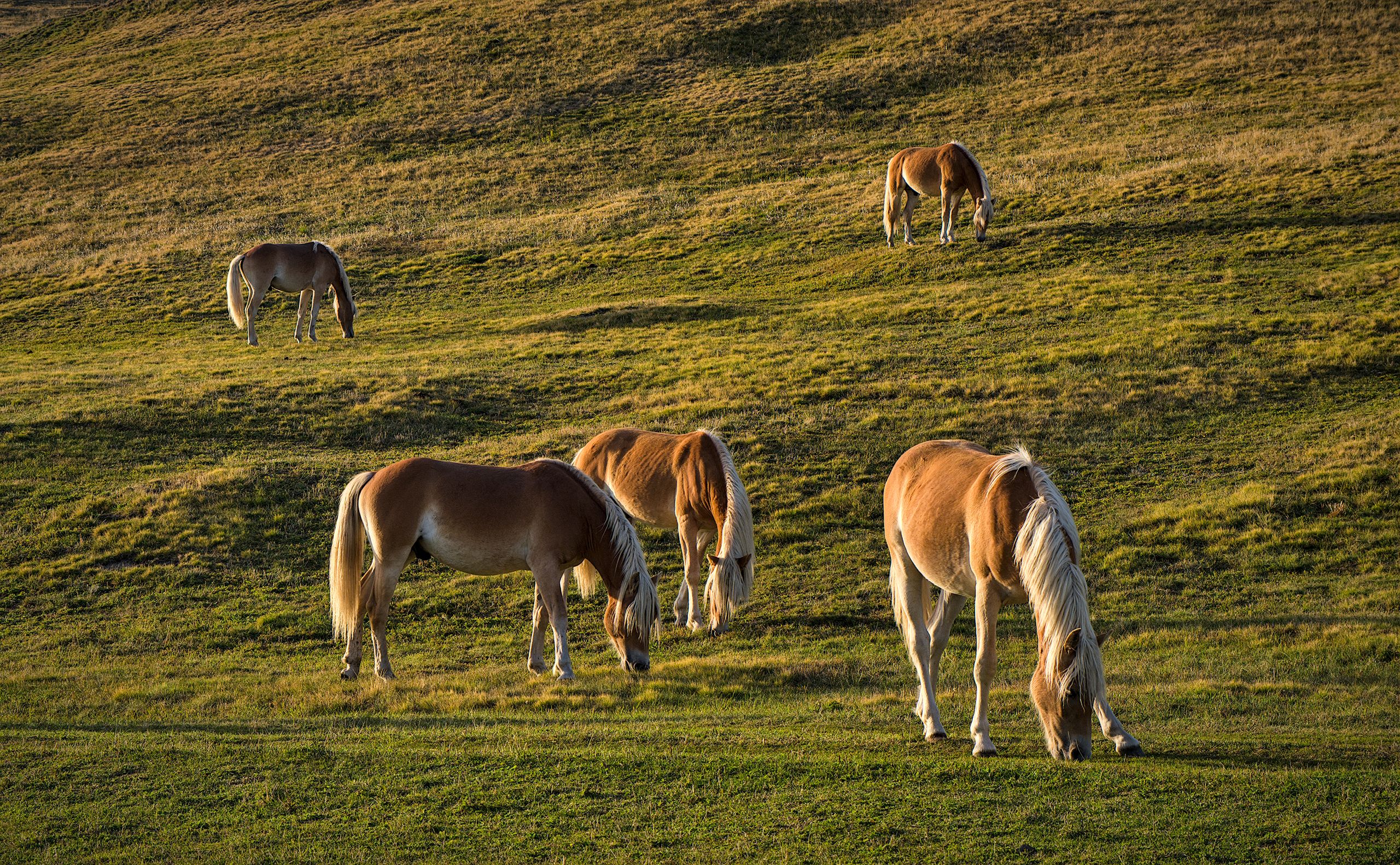 Alpe di Siusi (Seiser Alm)