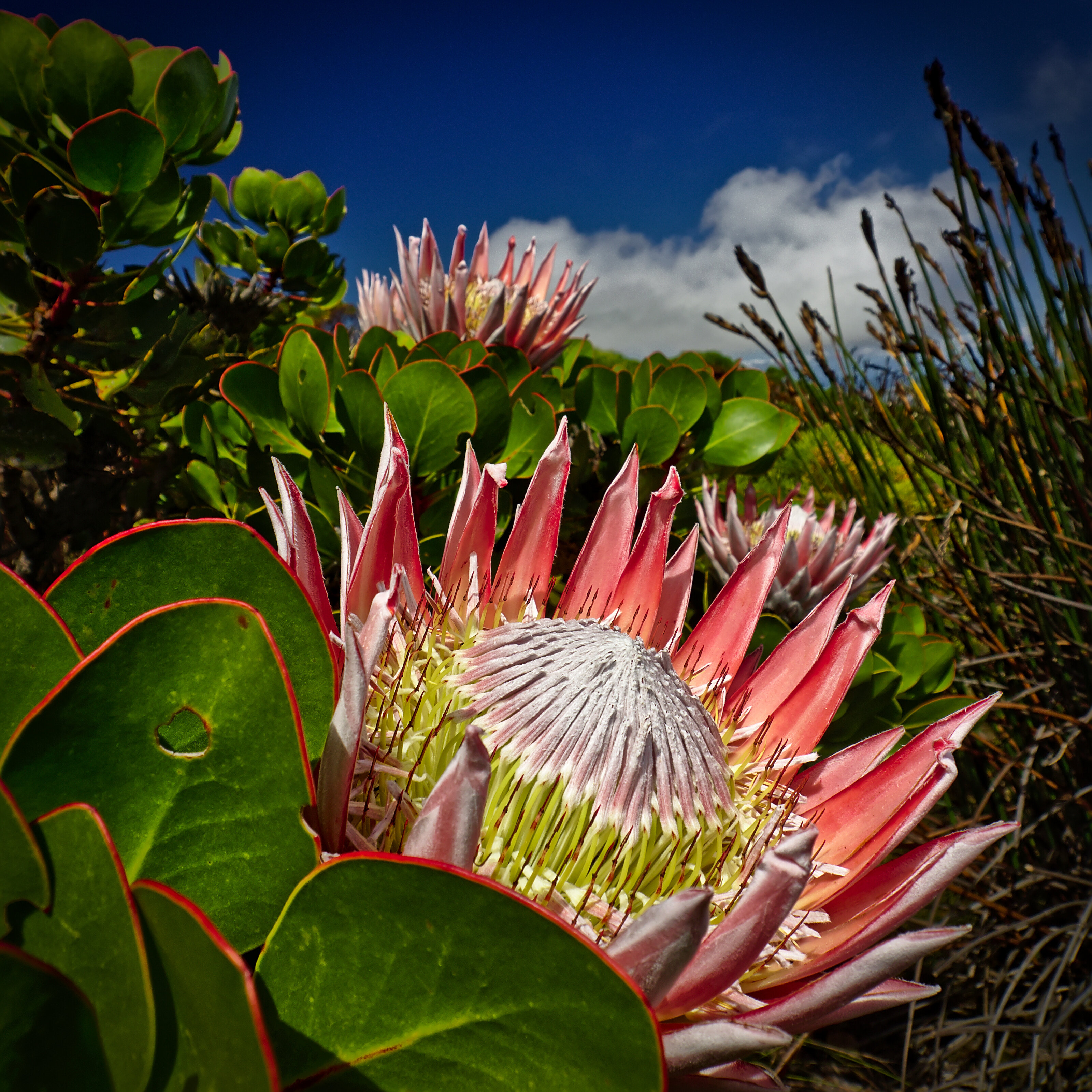 King Protea