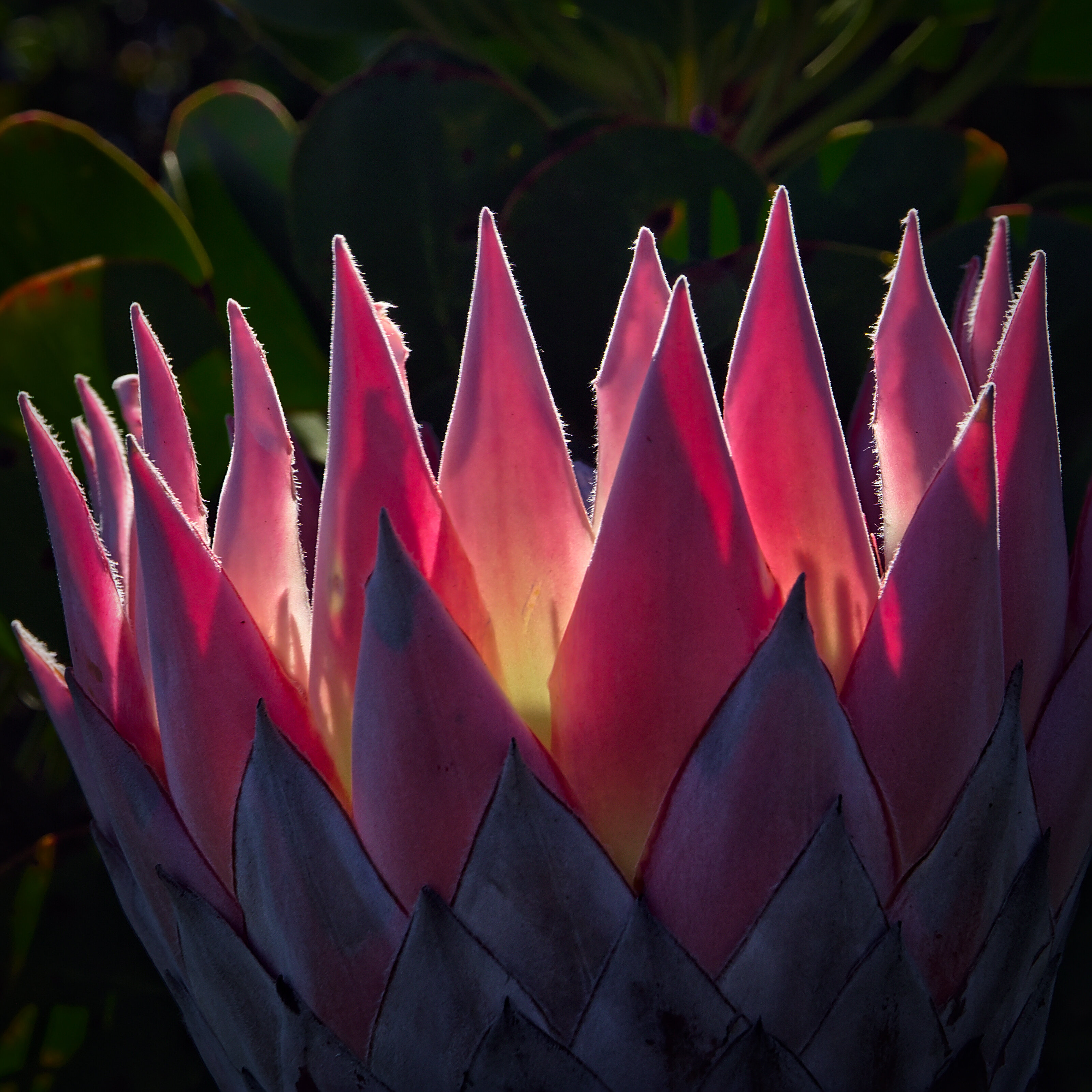 King Protea