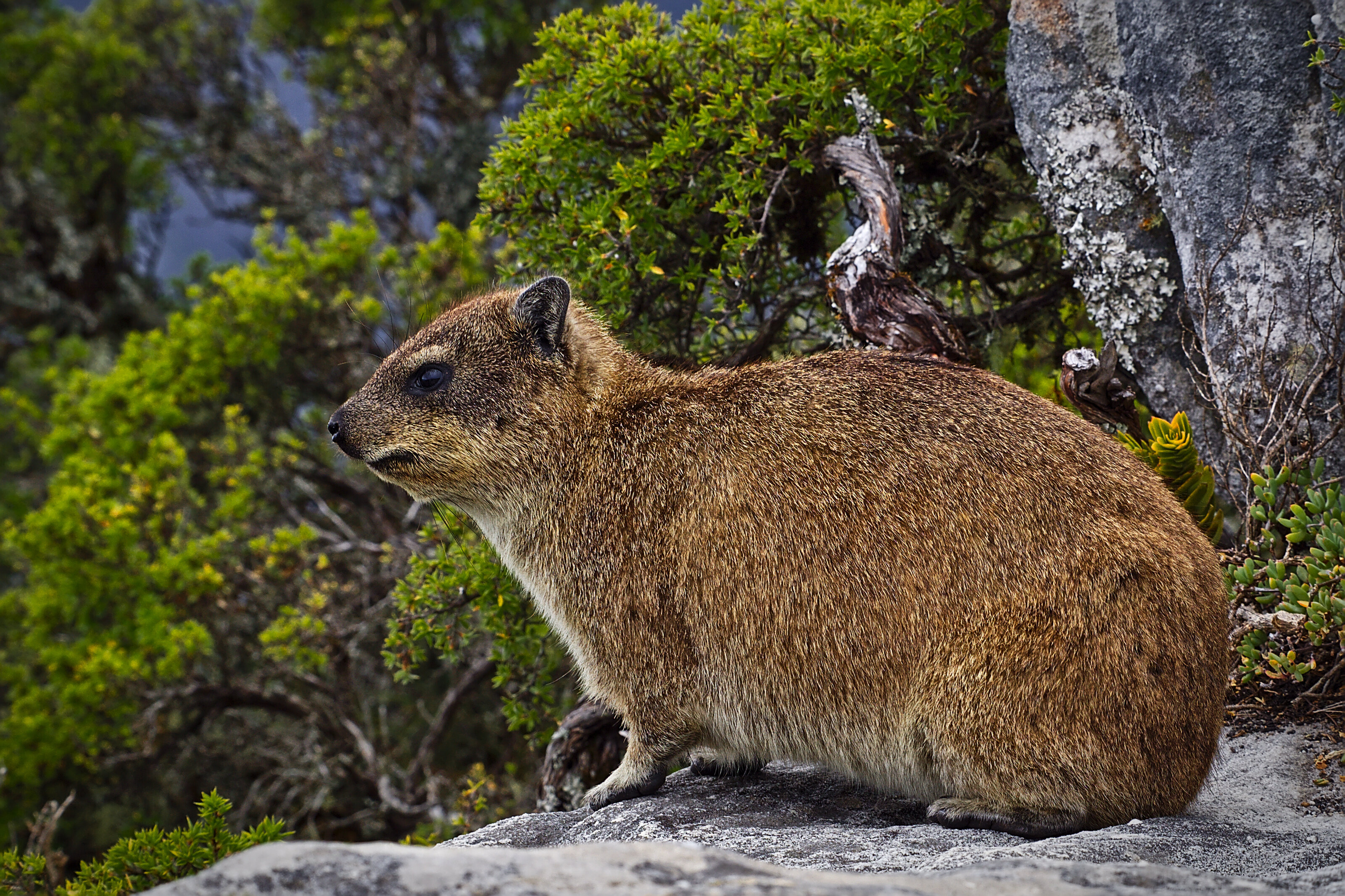 Rock Dassie
