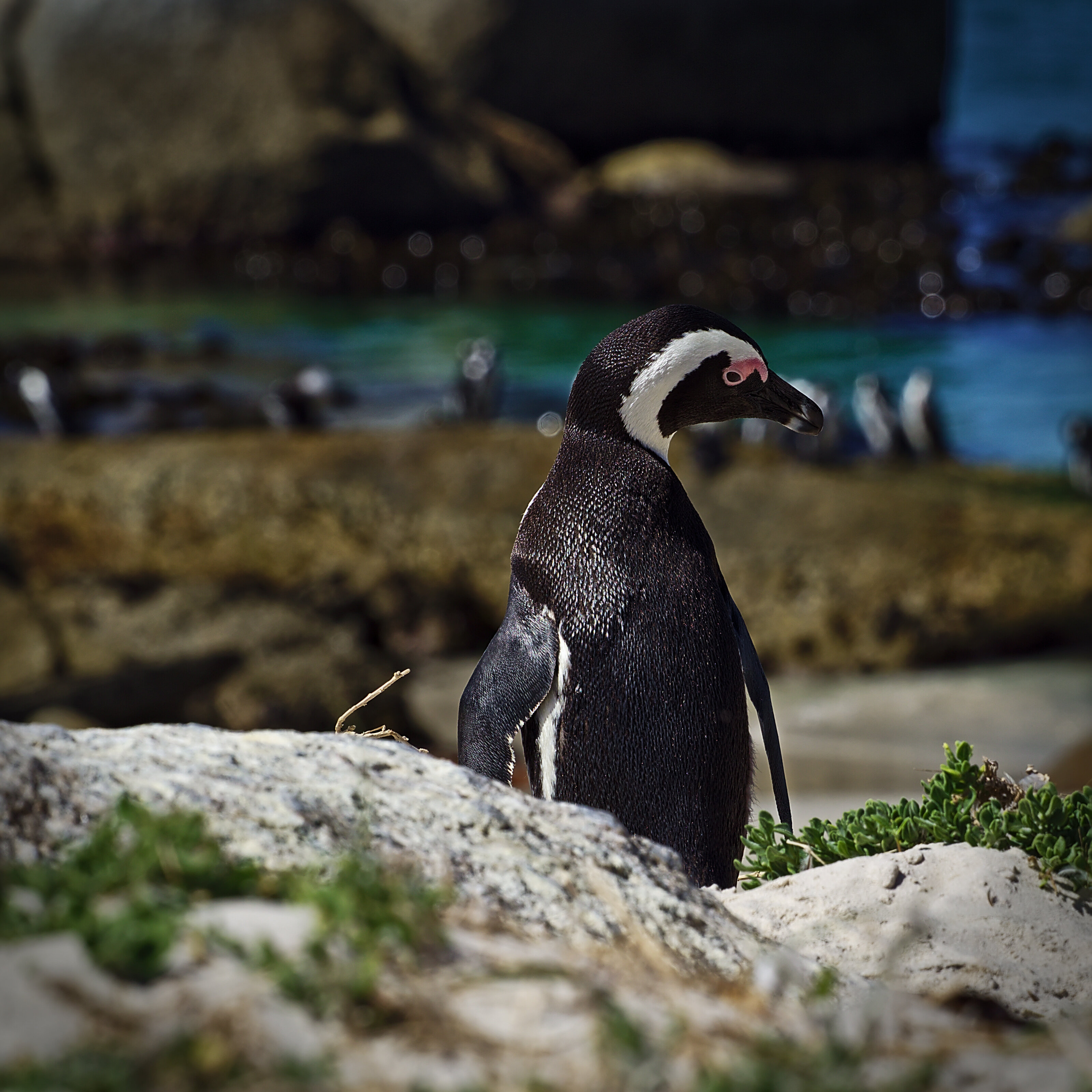 African Penguin