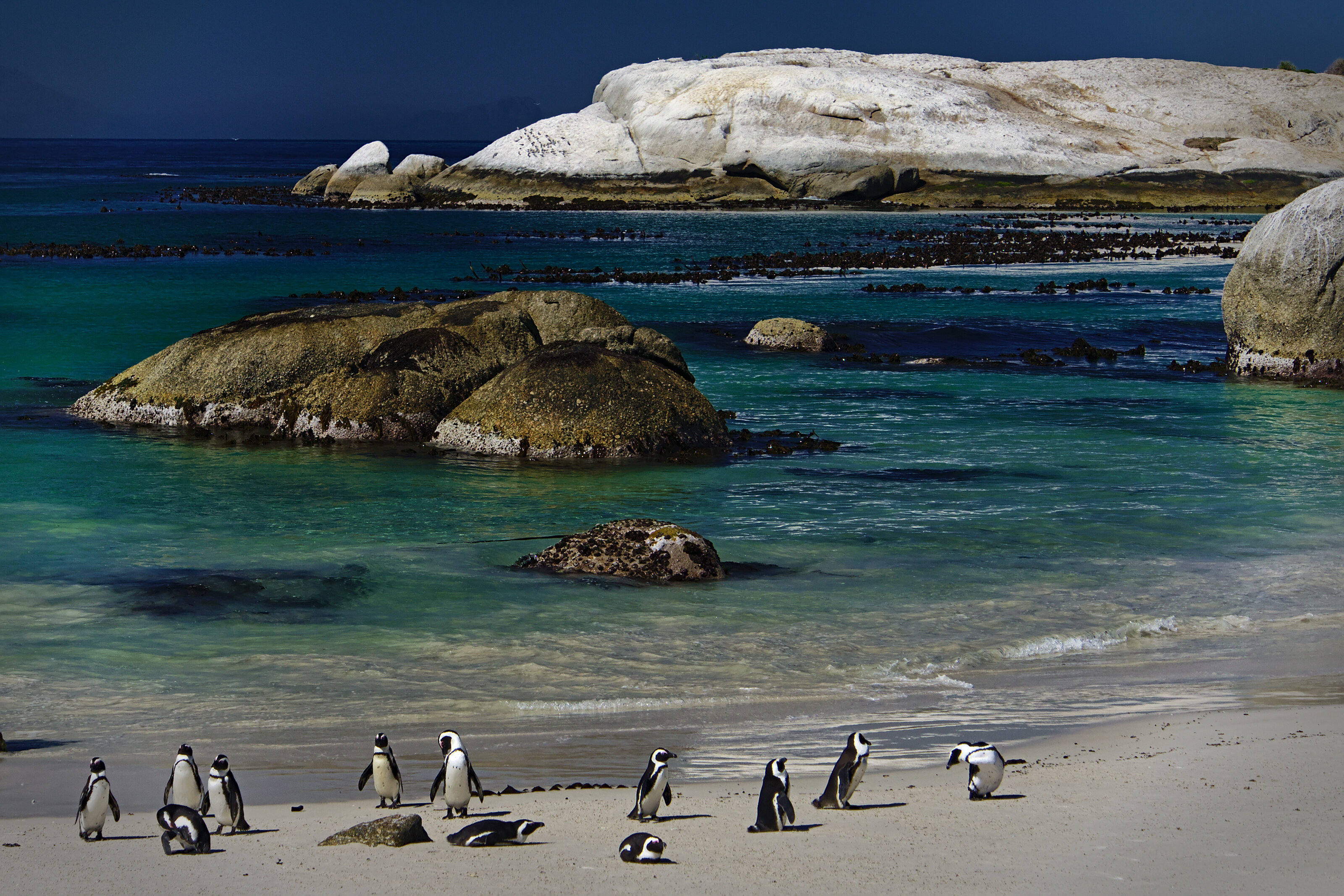 Boulders Penguin Colony