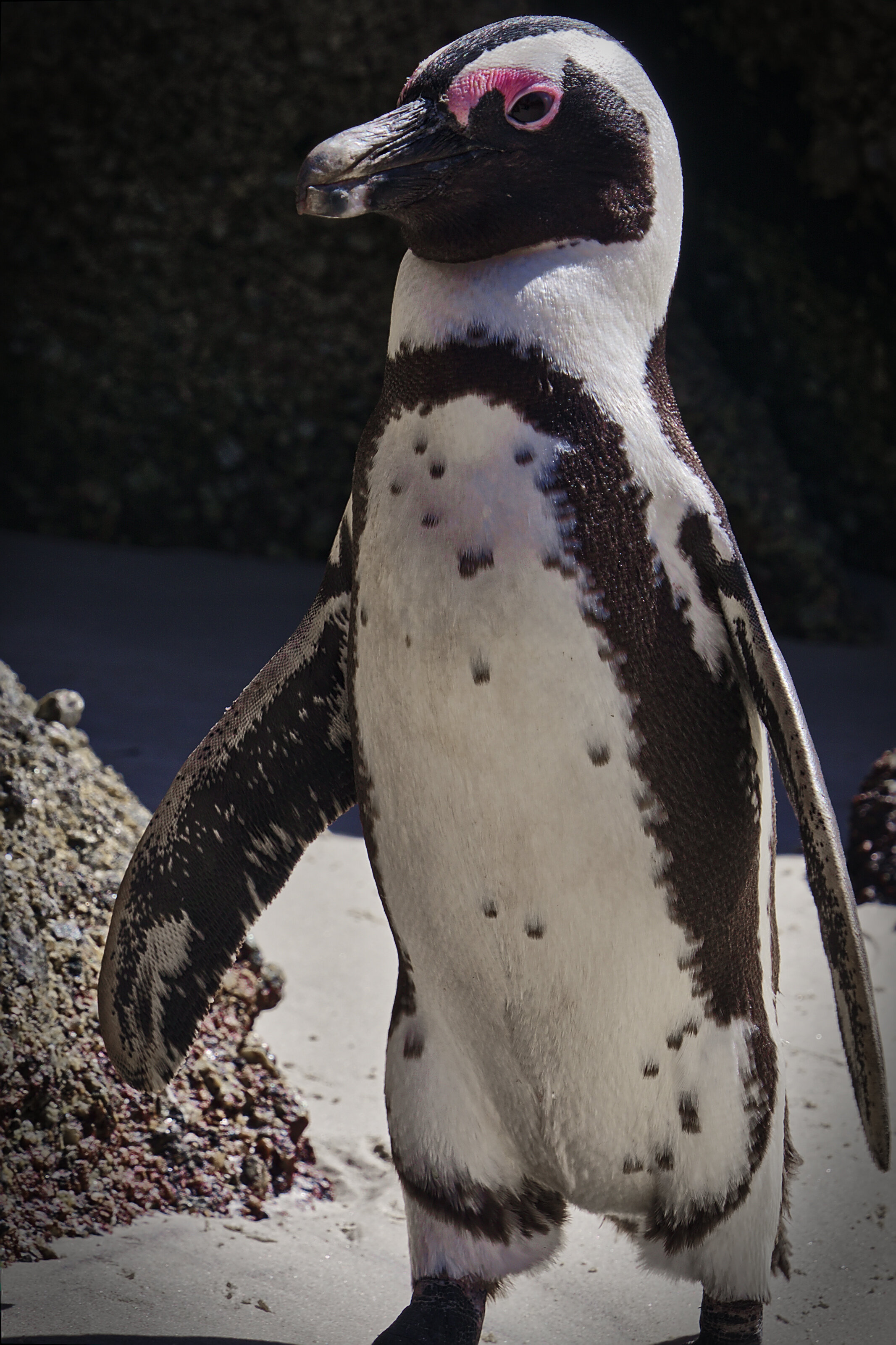 African Penguin