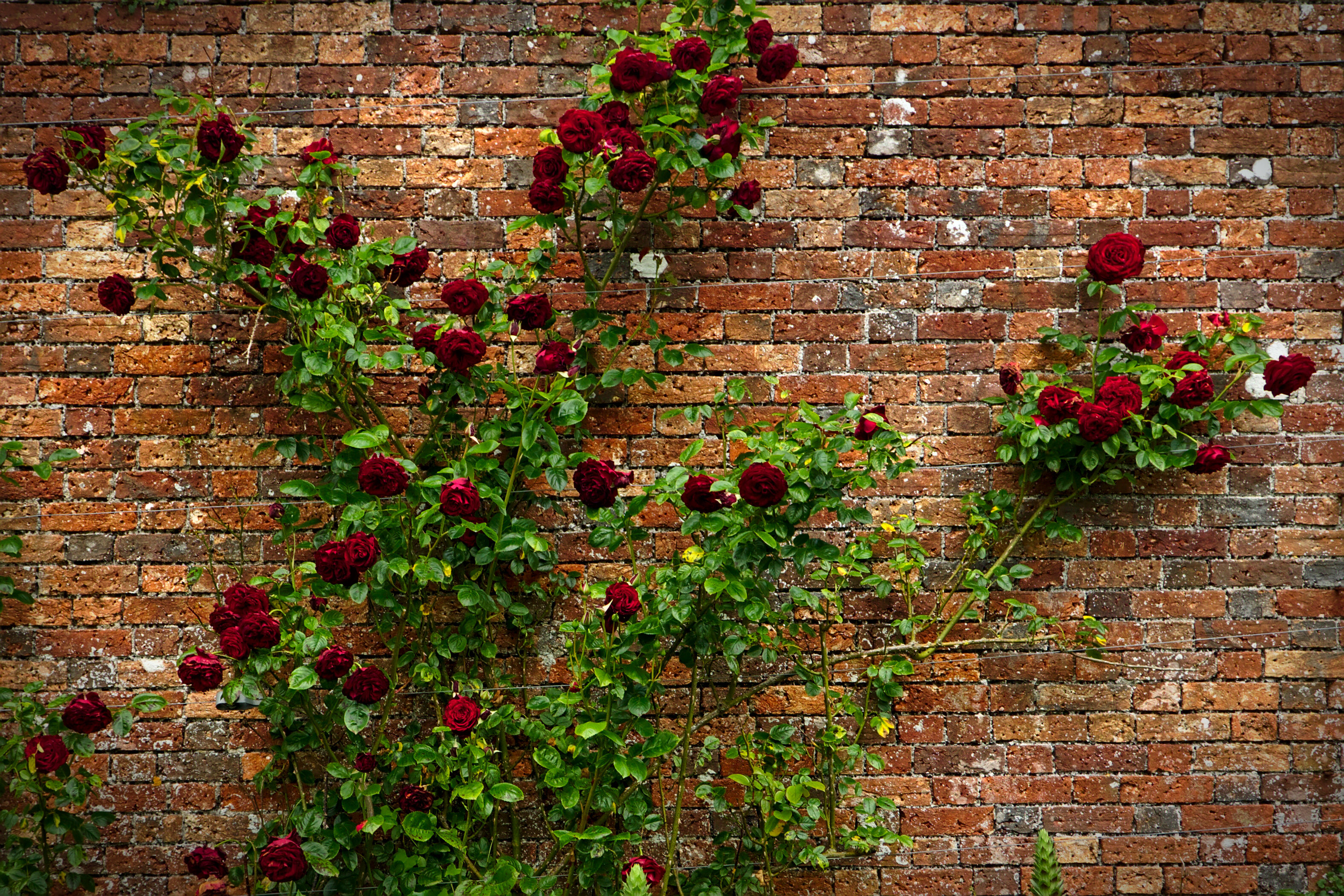The Lost Gardens of Heligan