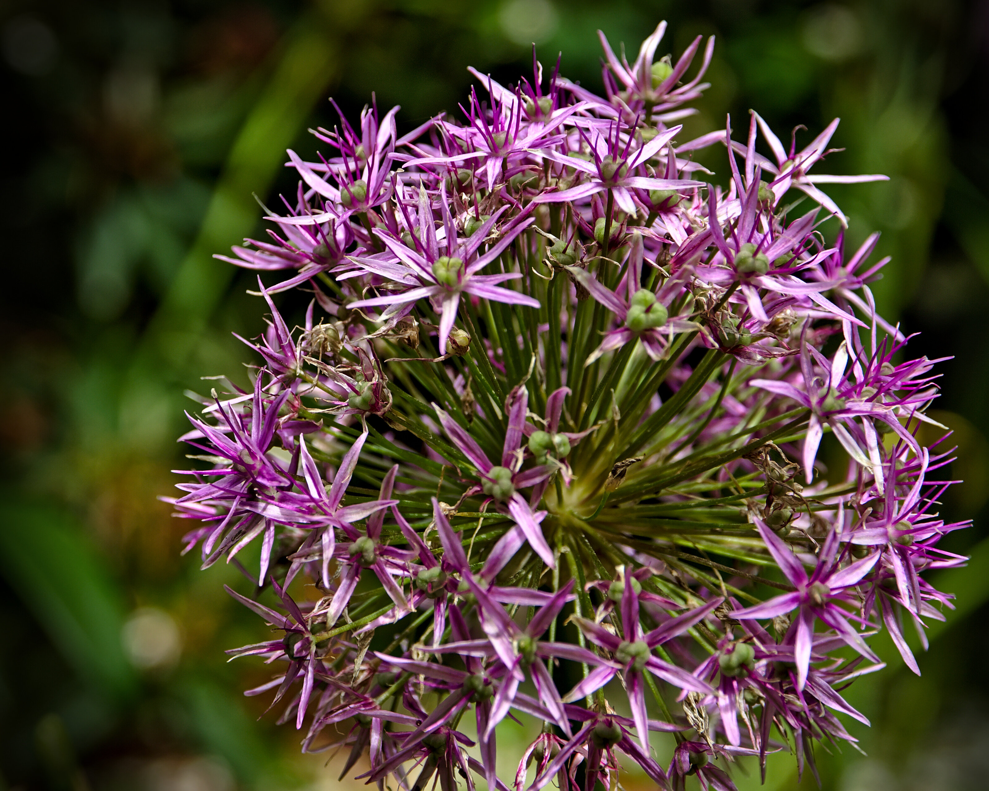 The Lost Gardens of Heligan