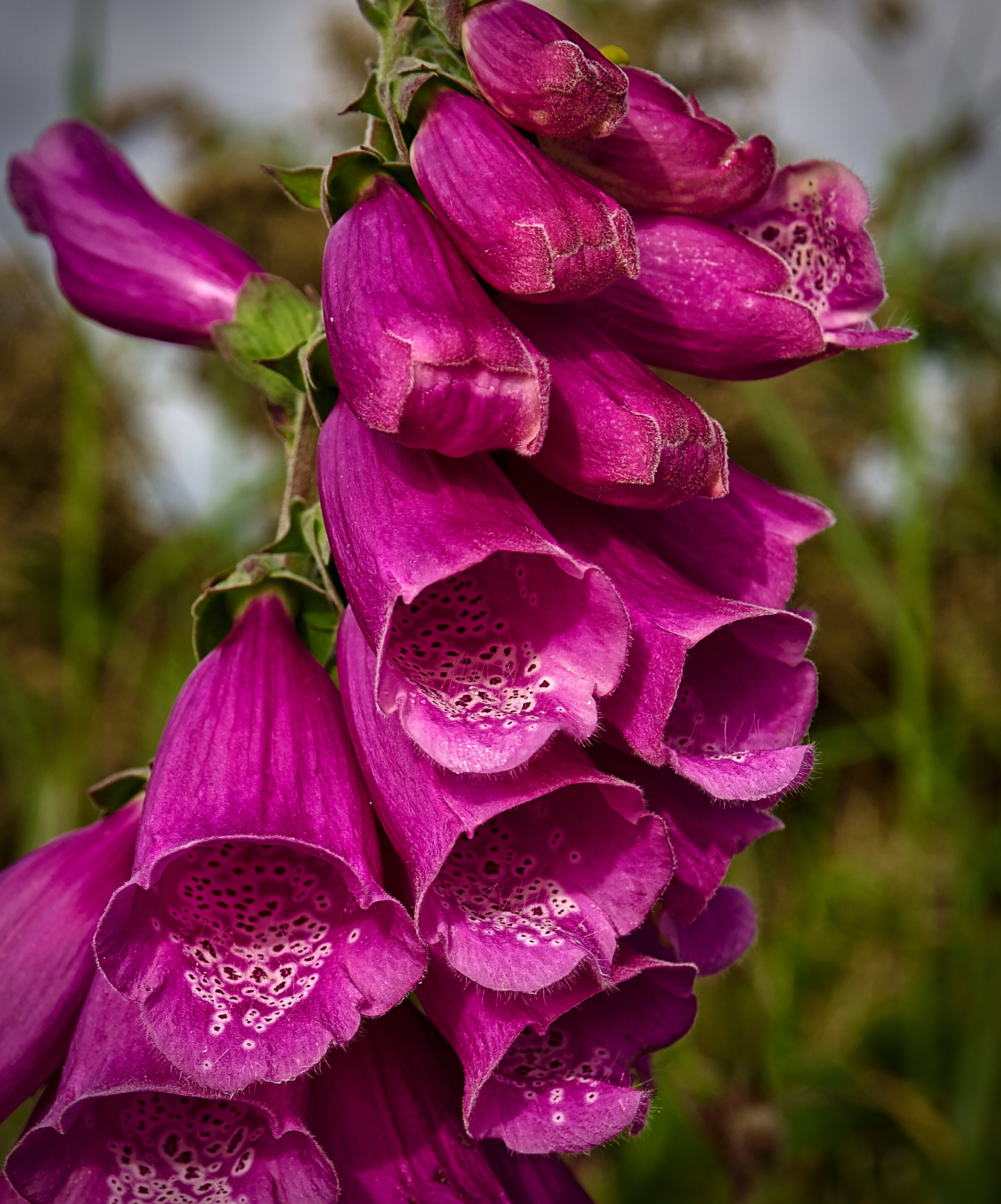 Digitalis