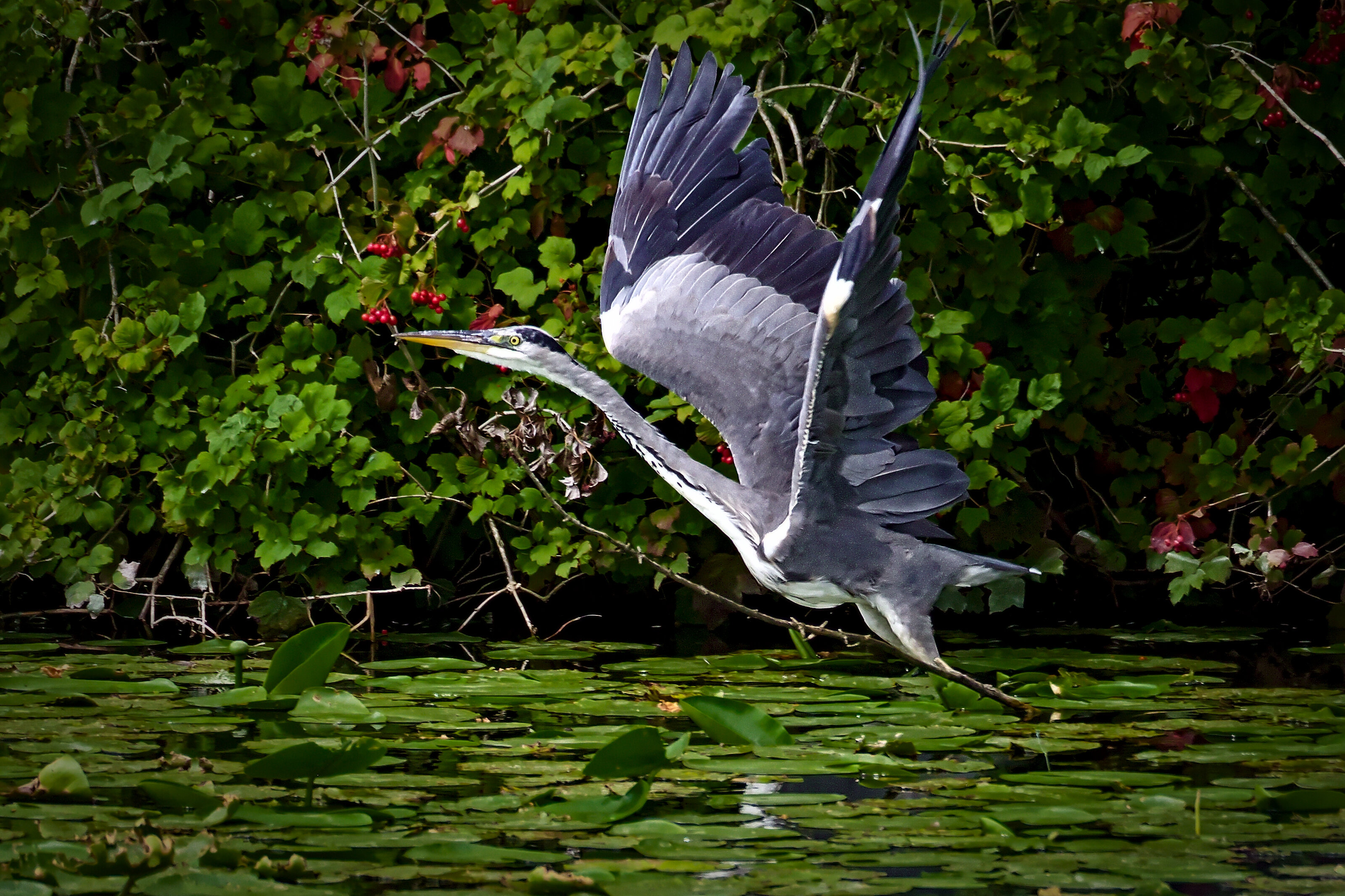 Gray Heron