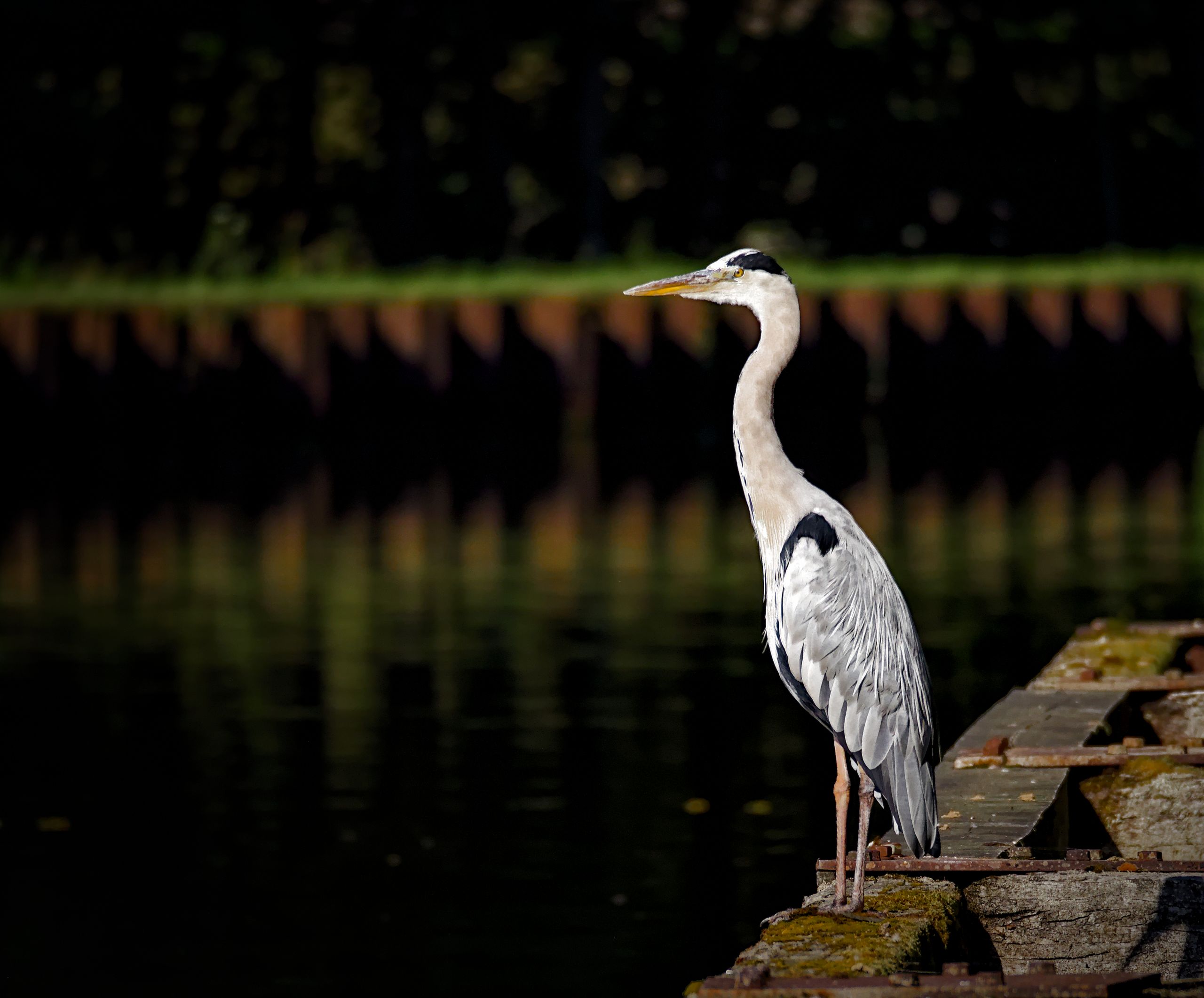 Grey Heron