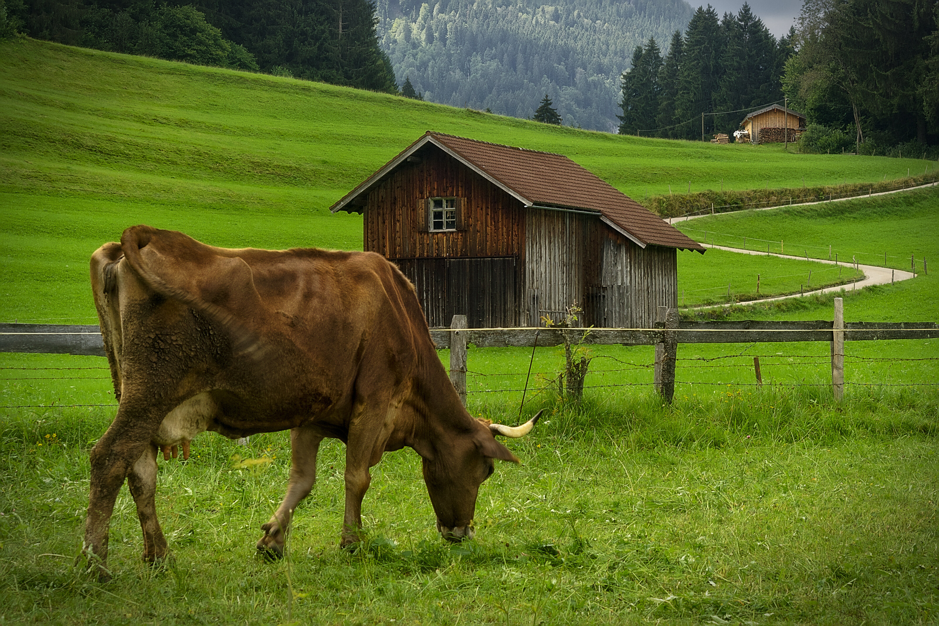 Allgäu Cattle