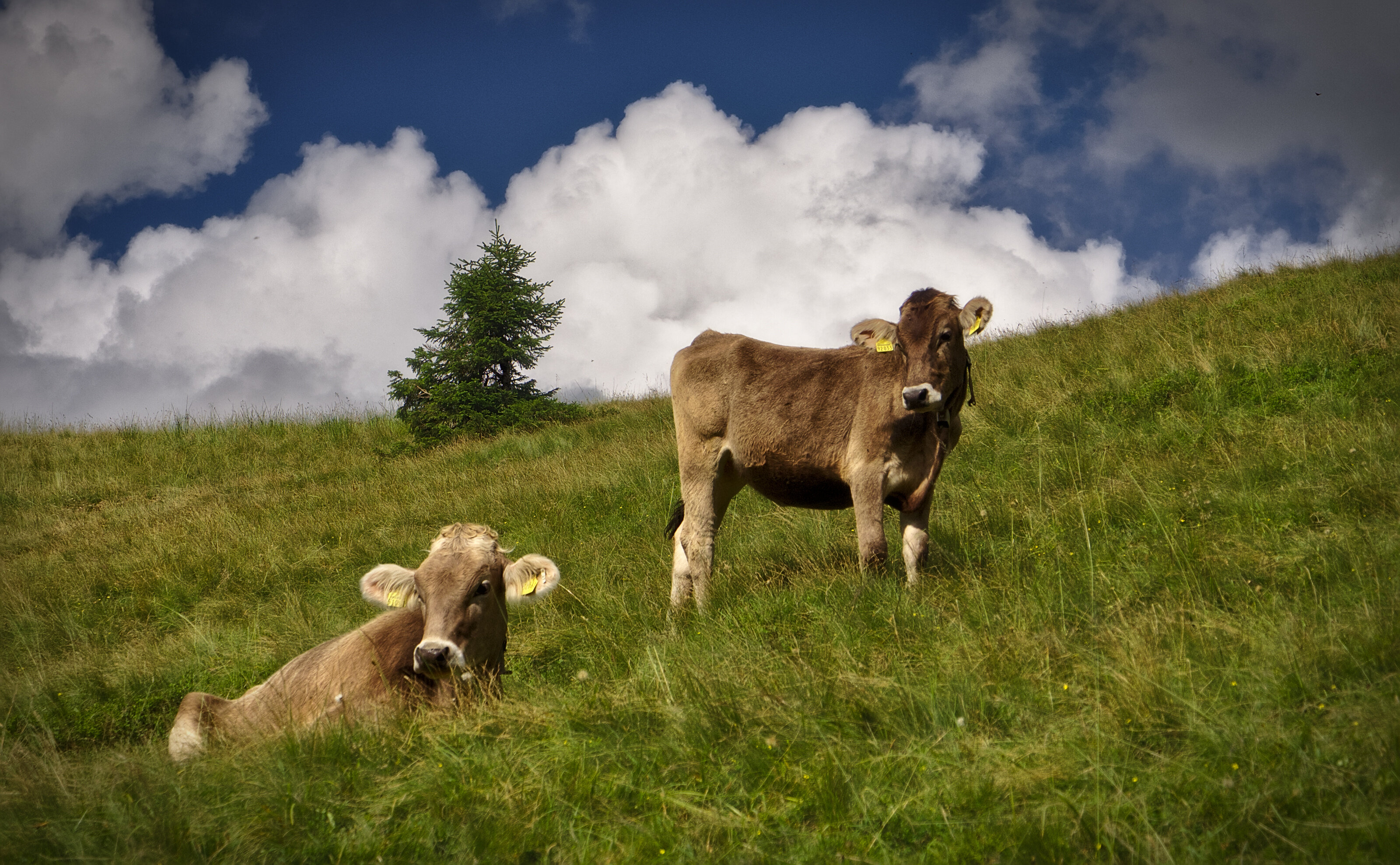 Allgäu Cattle