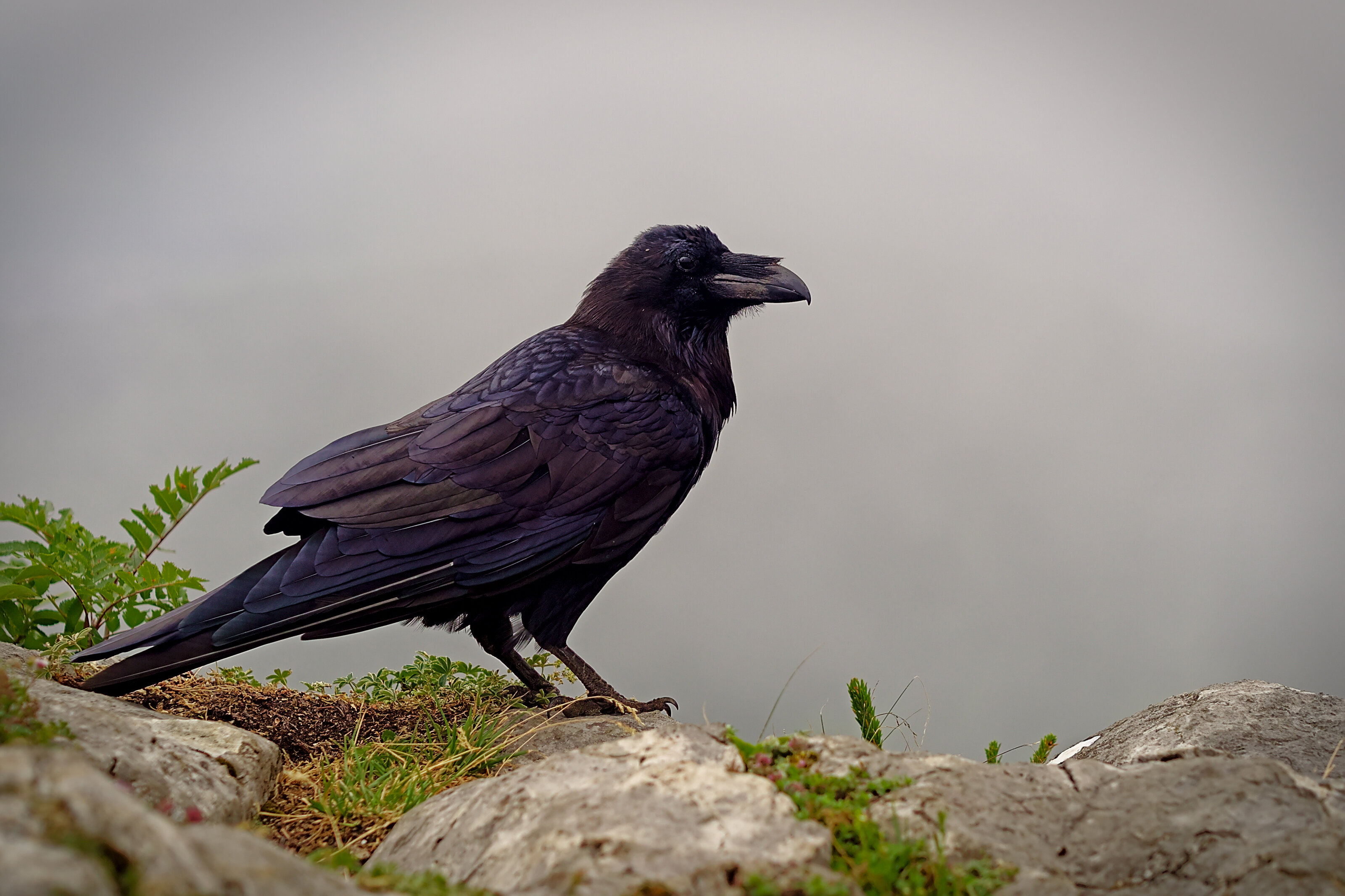 Crow