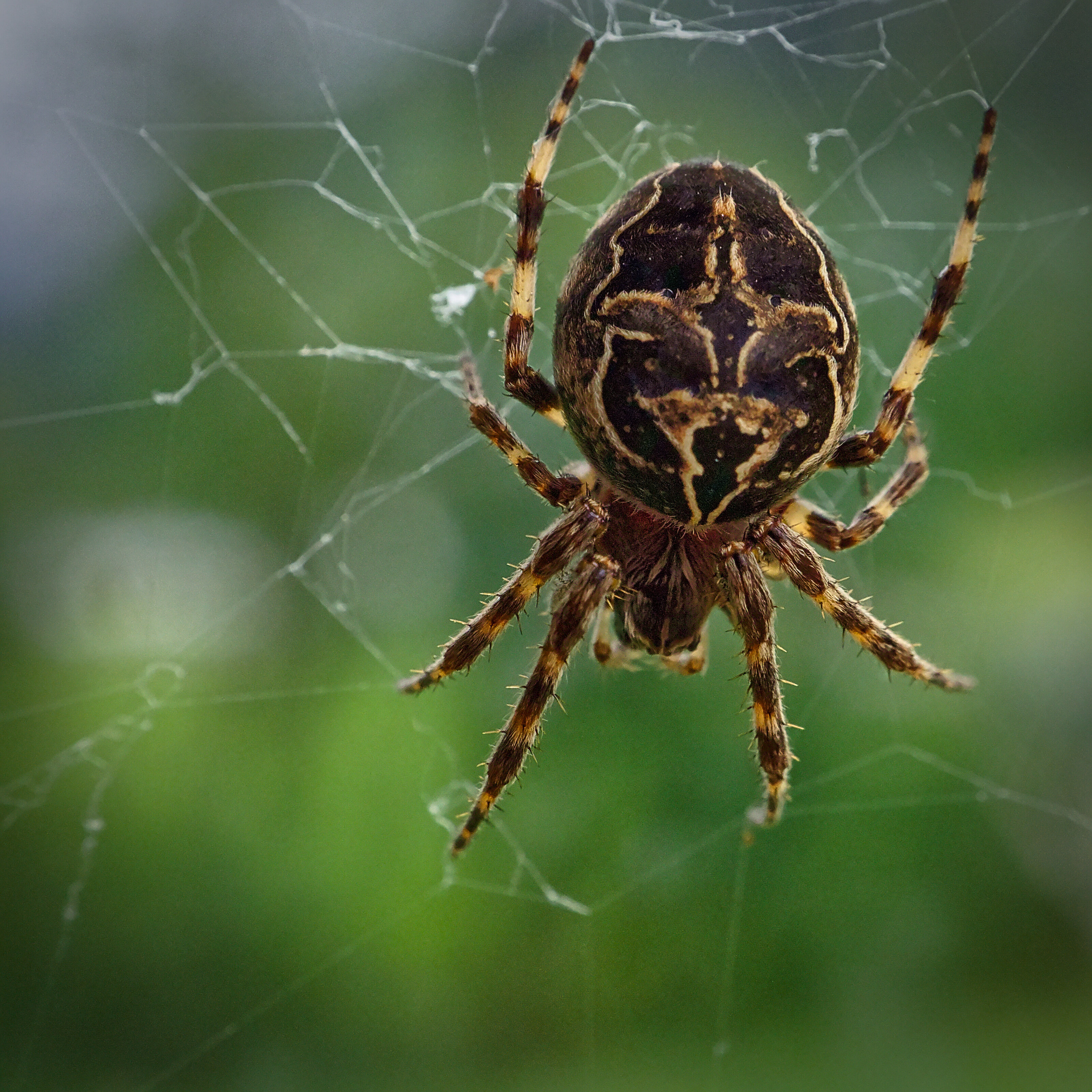 Araneus