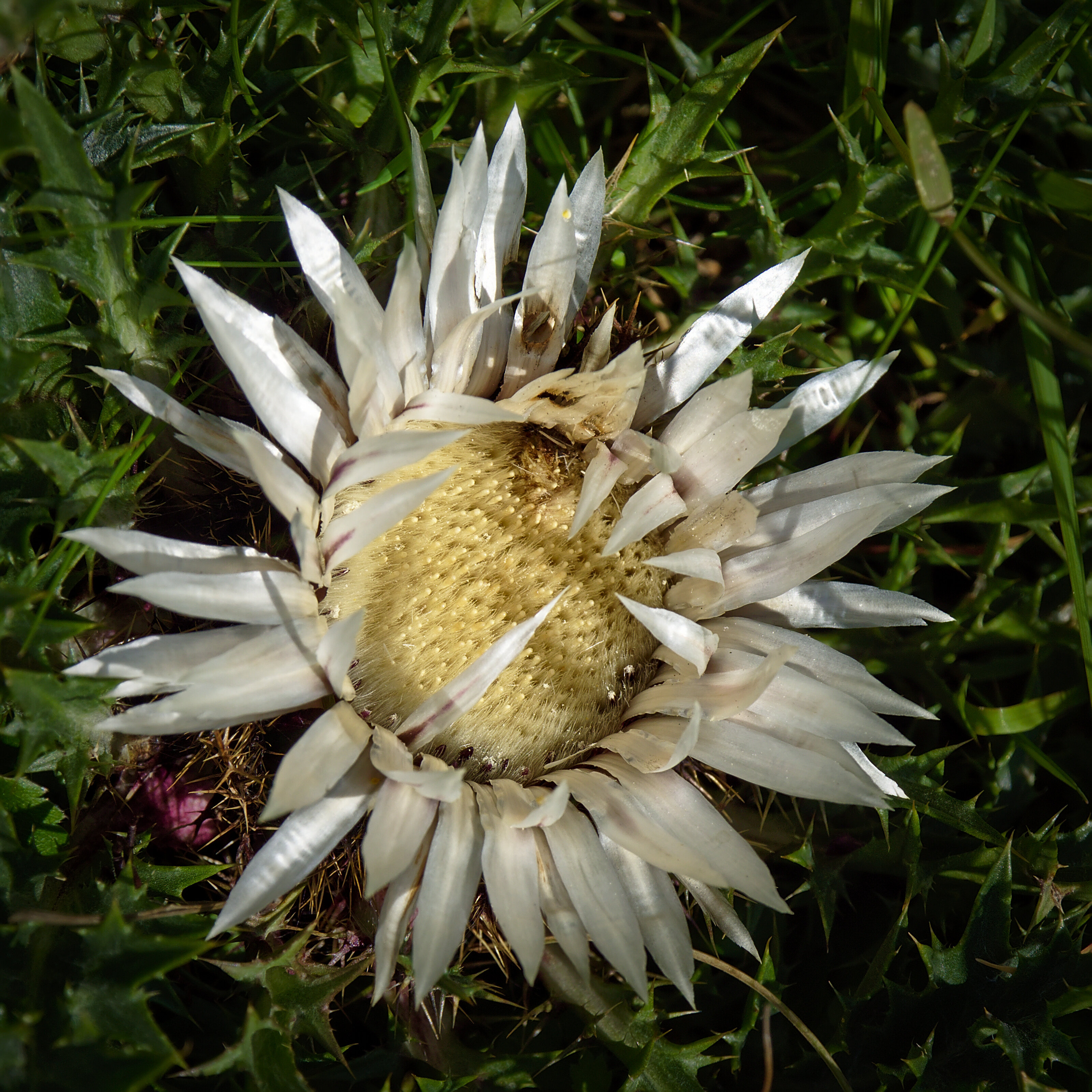 Carlina acaulis