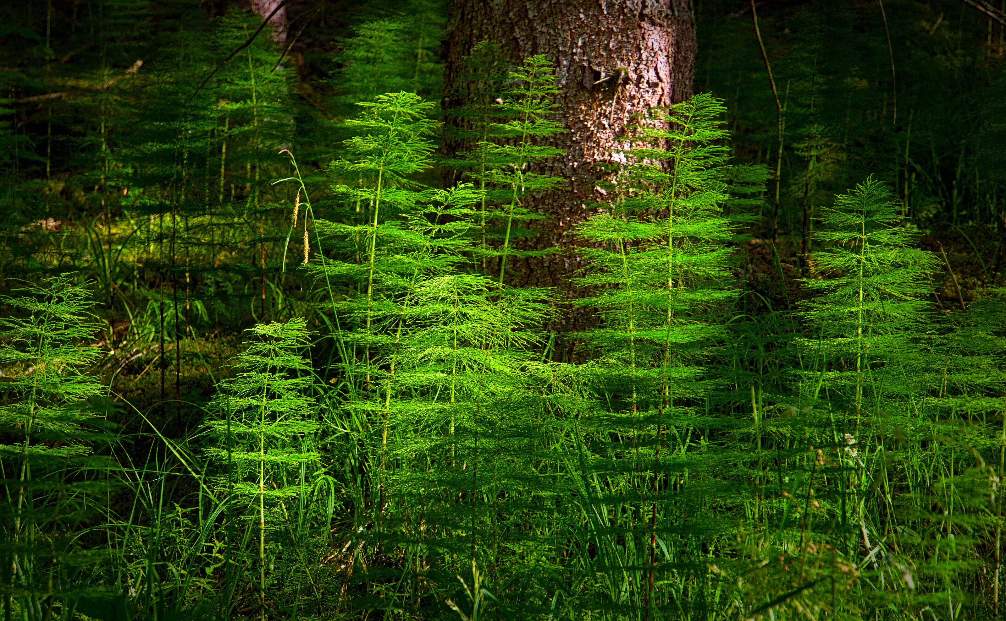 Wood Horsetails