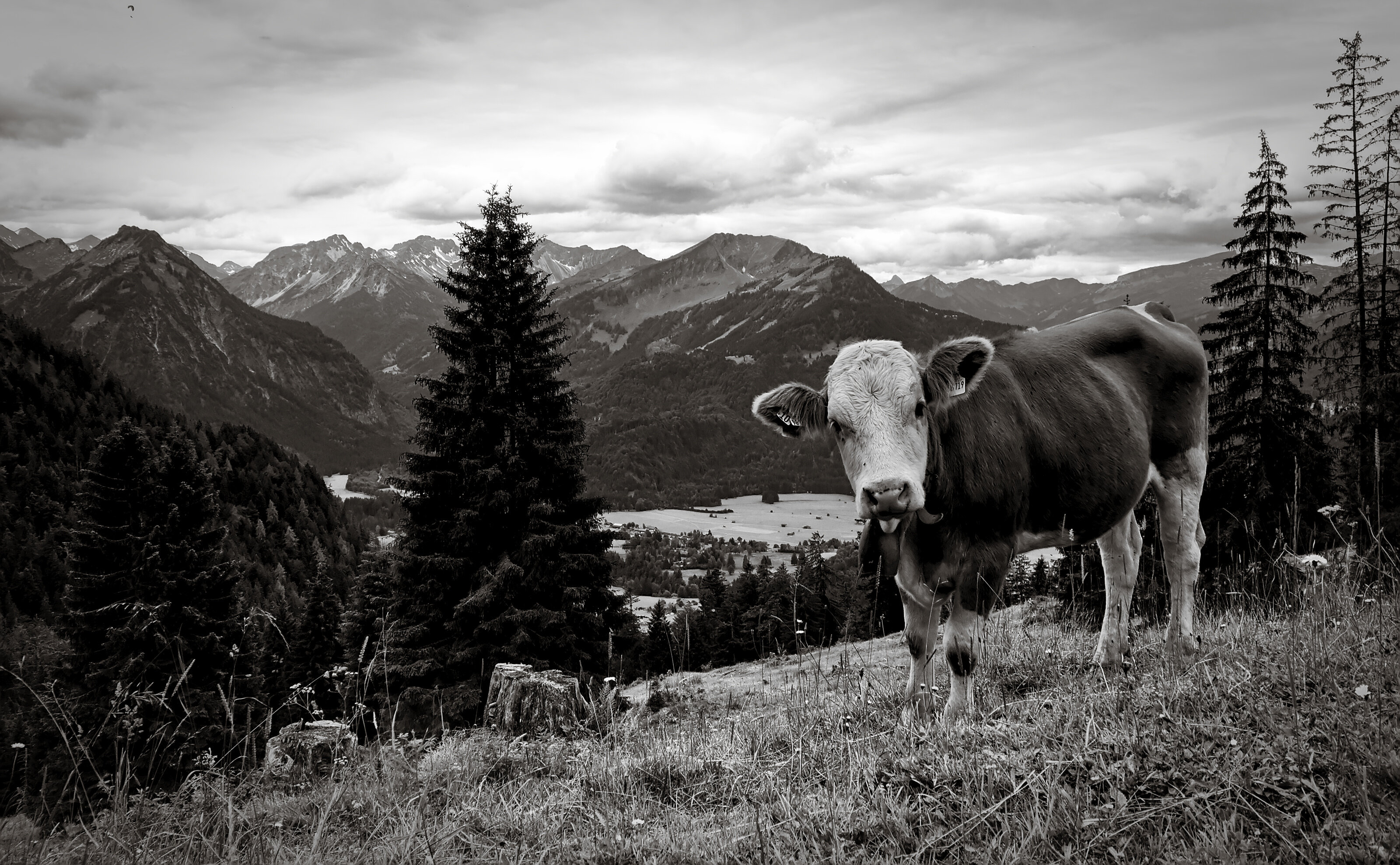 Allgäu Cattle