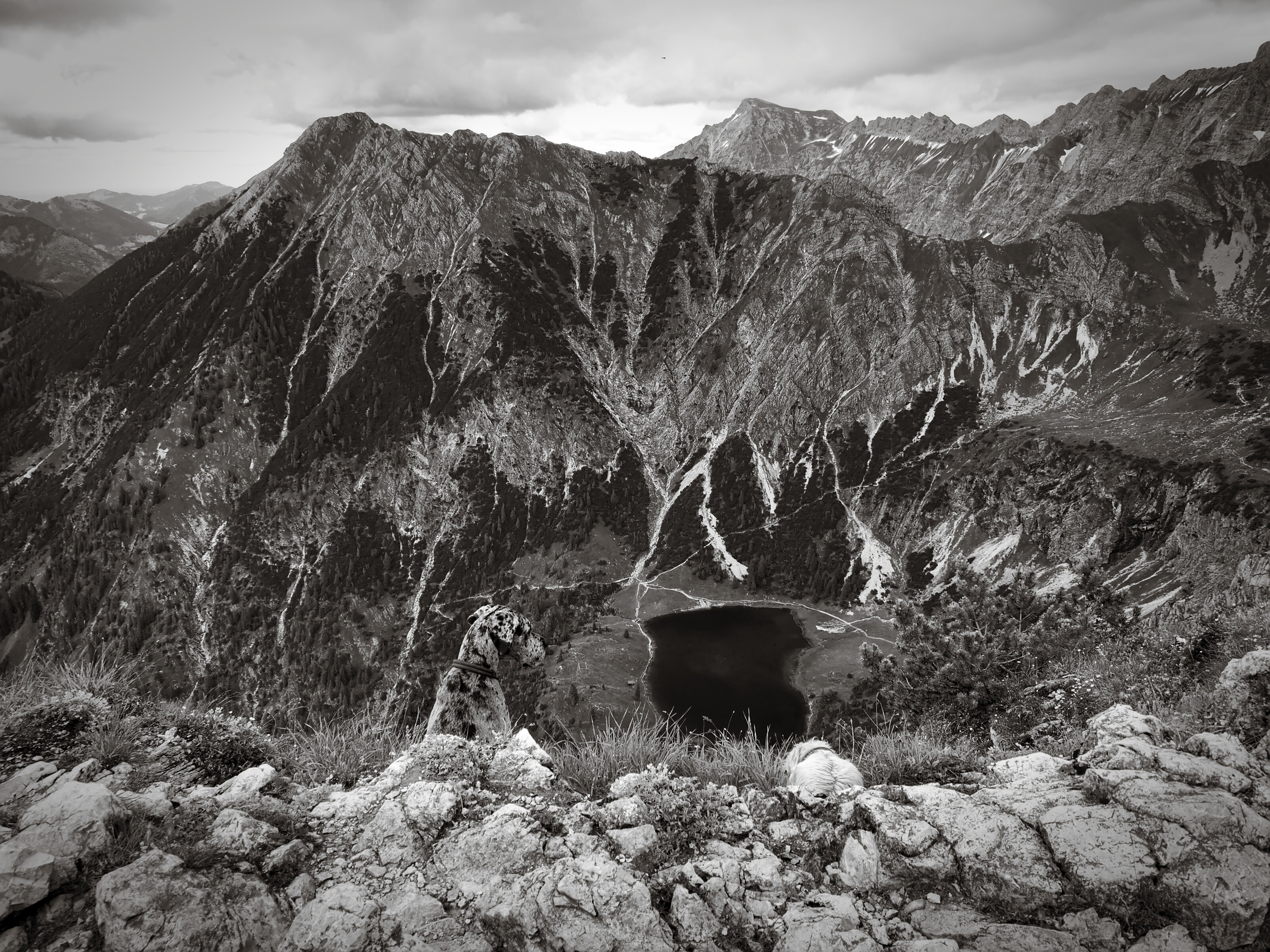 Two Dogs Contemplating the Lake