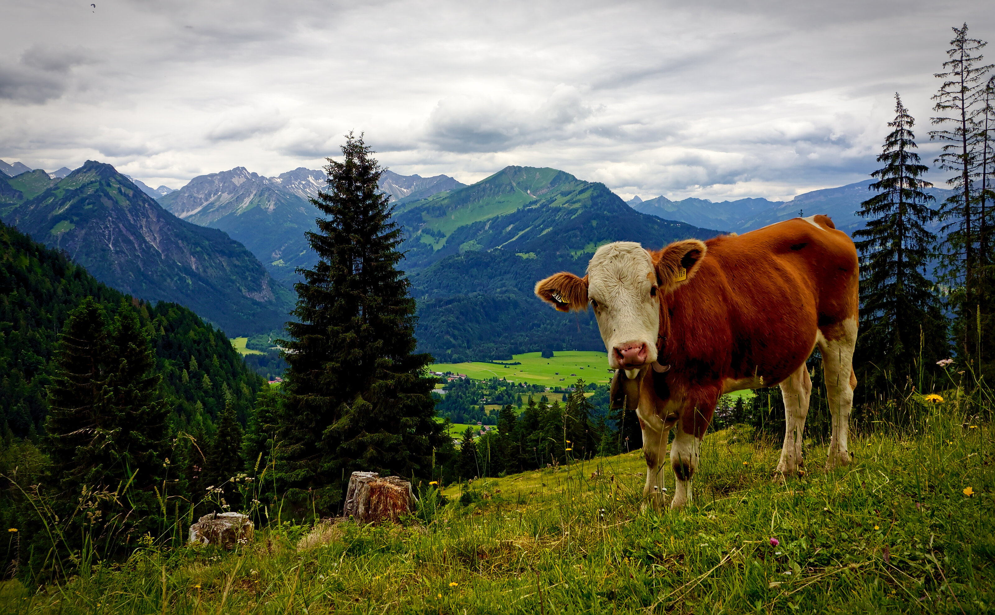 Allgäu Cattle