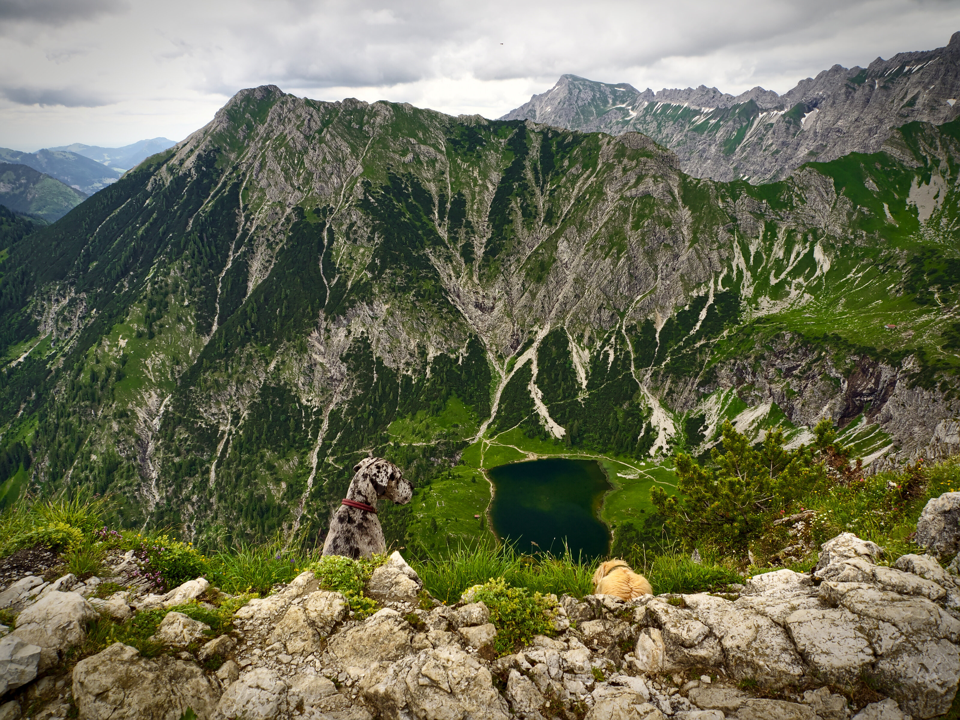 Two Dogs Contemplating the Lake