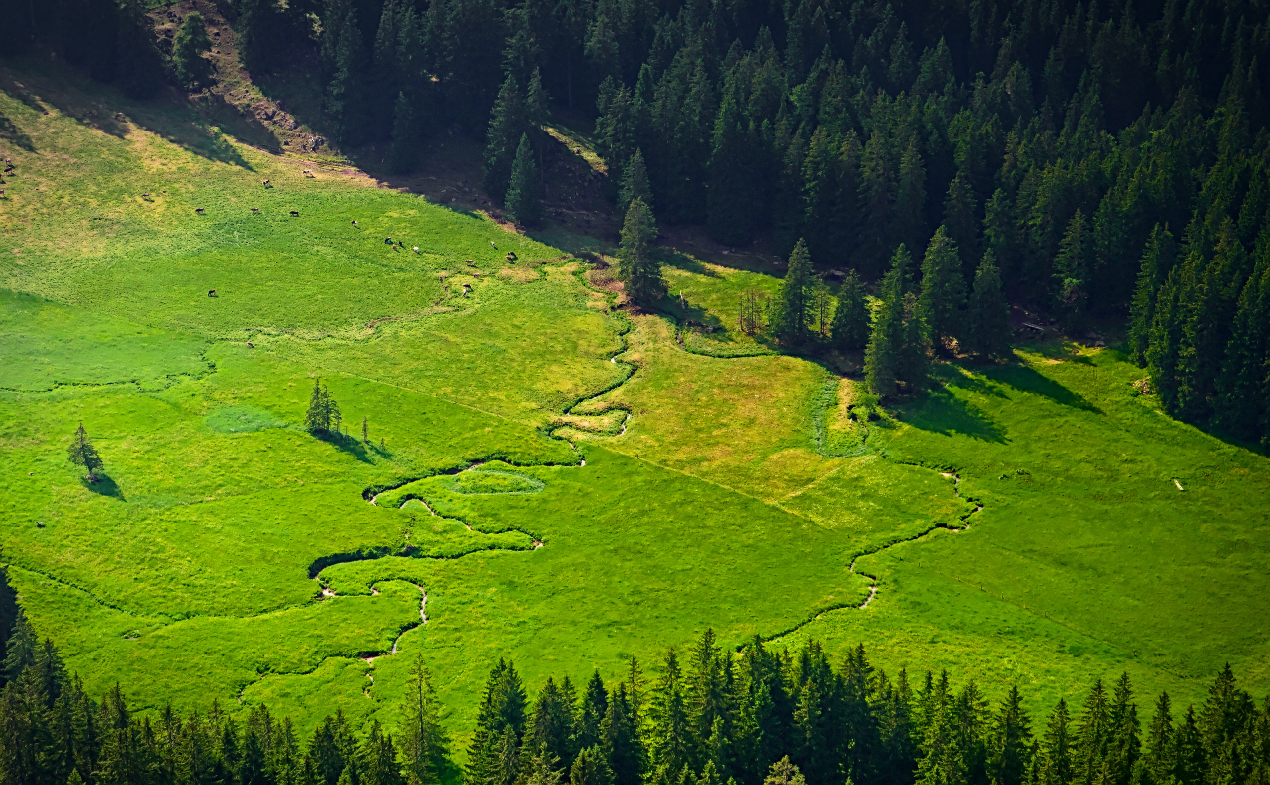 Hintere Krumbachalpe