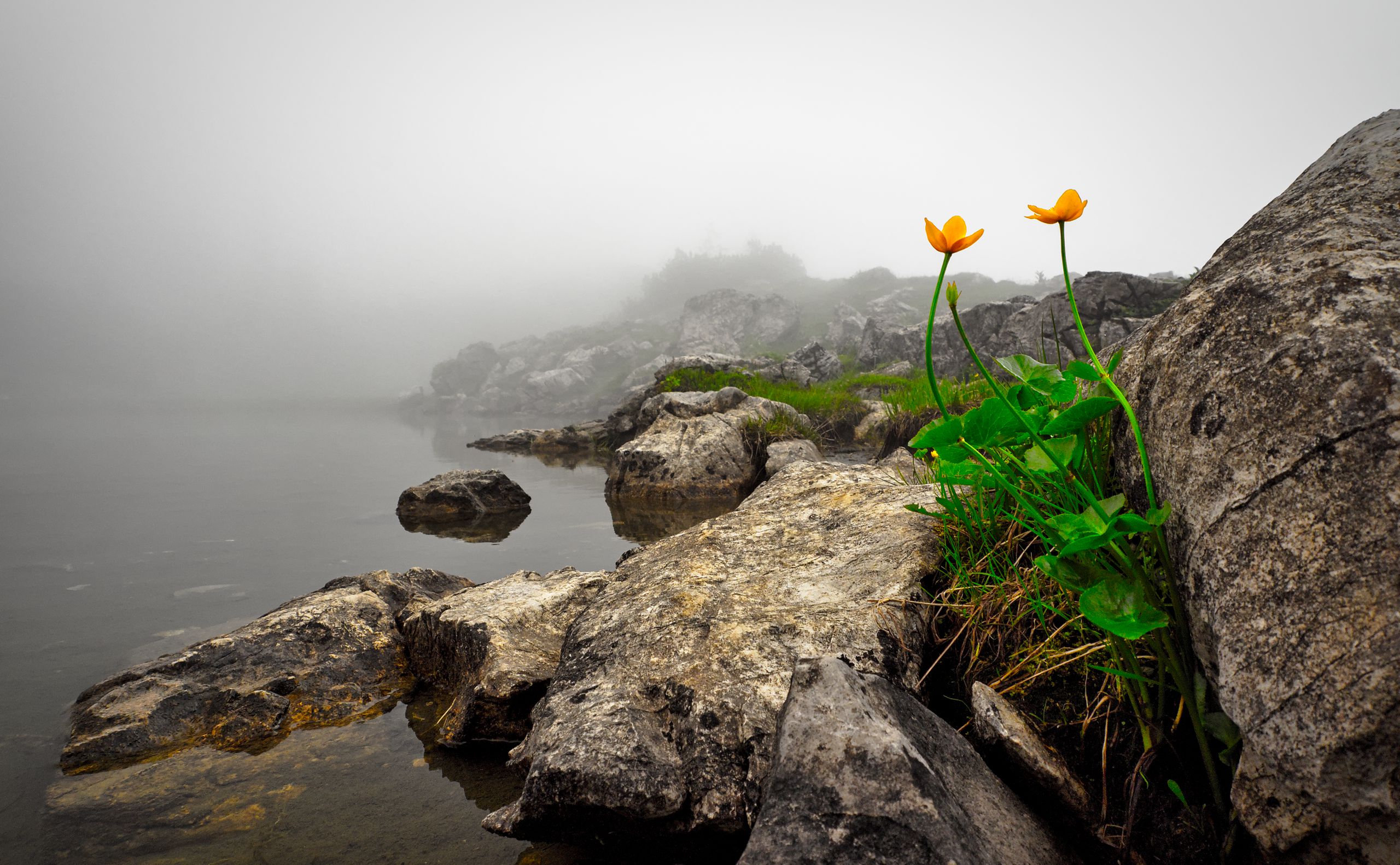 Buttercups in Inhospitable Environment