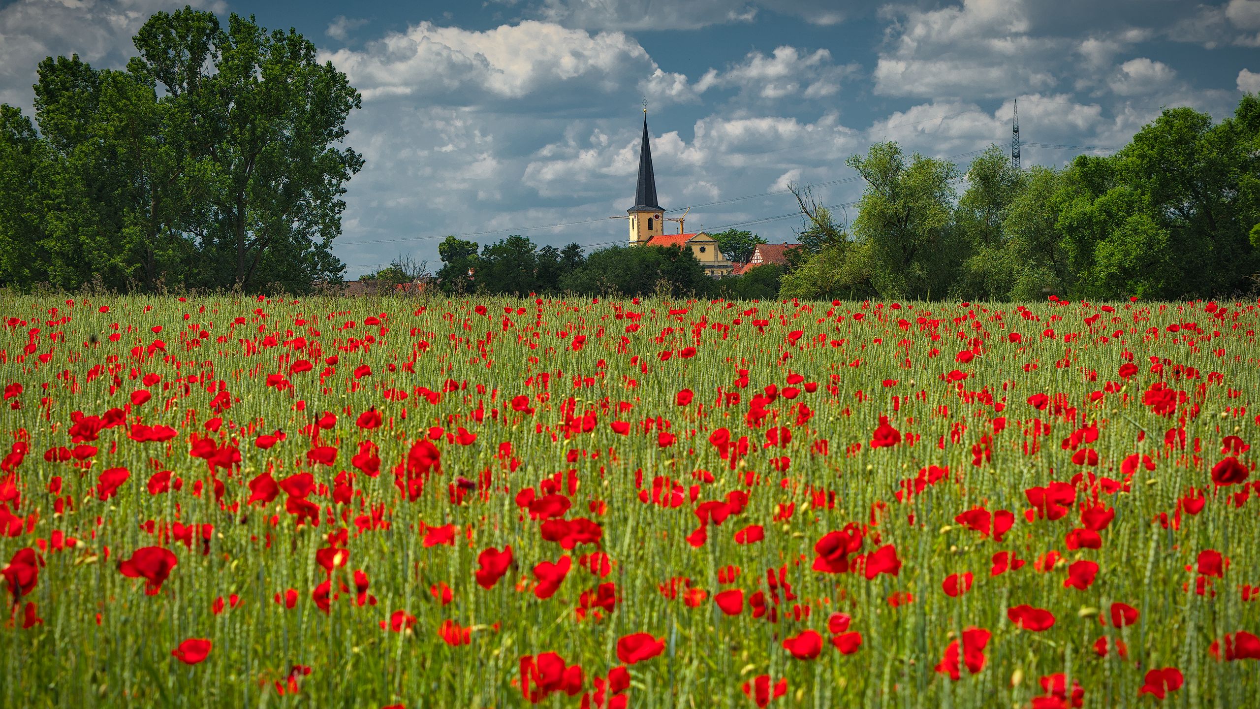 Poppy Field